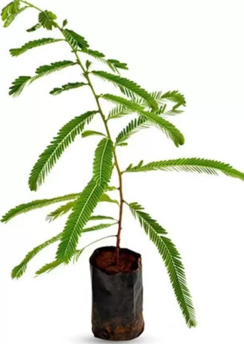 Ayurvedic Tree
