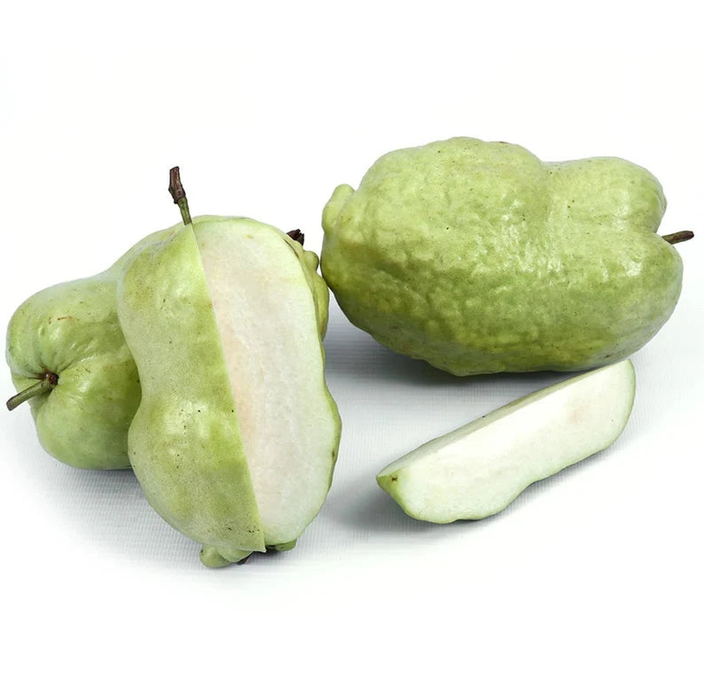 Kernlose rote Guavenpflanze & Kernlose indonesische Guavenpflanze