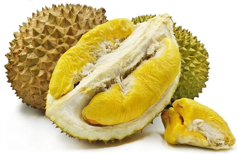 Musang King Durian Live Plant – Seltener tropischer Durianbaum – Durio Zibethinus Musang King Bawor