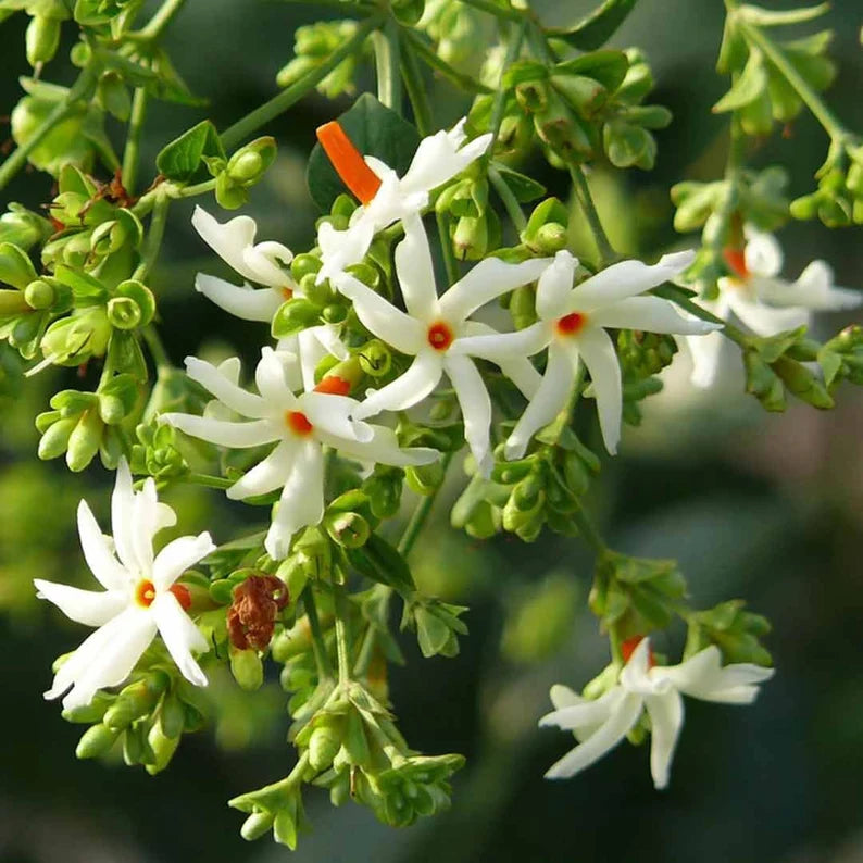 Parijat - Pavala Malli - Pavizha Mulla - Plante de jasmin à floraison nocturne