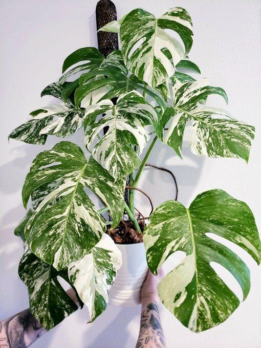 monstera variegata plant Monstera Deliciosa Albo Variegata