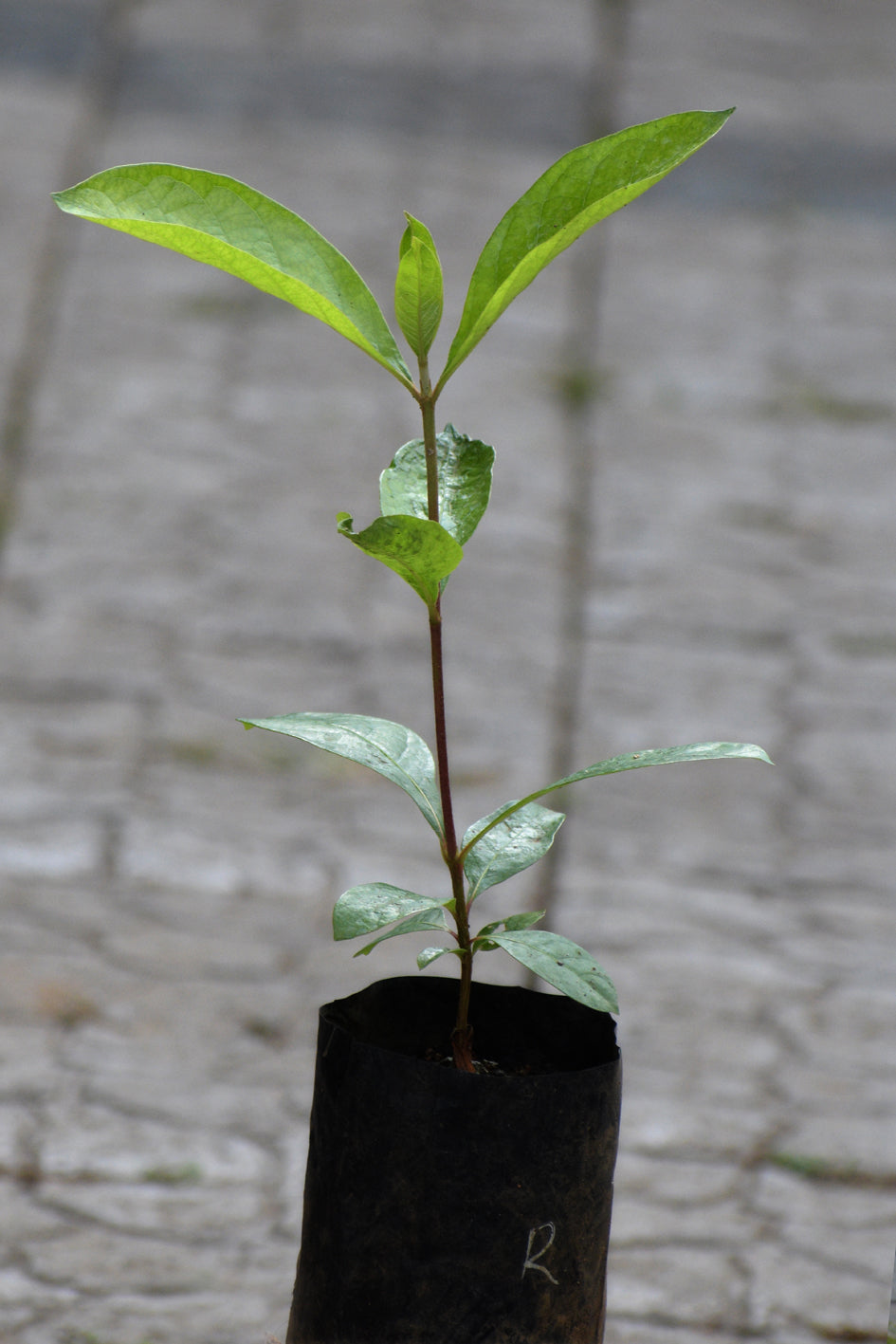 Nance Fruit Red Plants