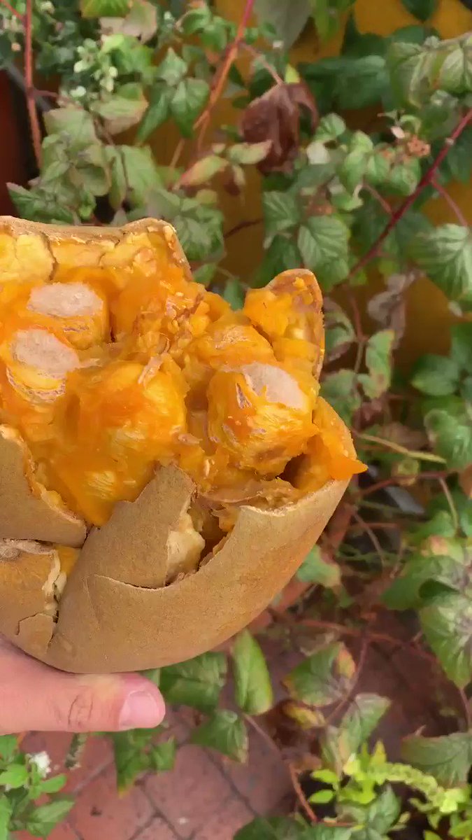 Best Almirajo Fruit Live Plants