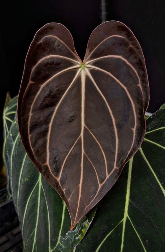 Anthurium Carlablackiae Peter Parker