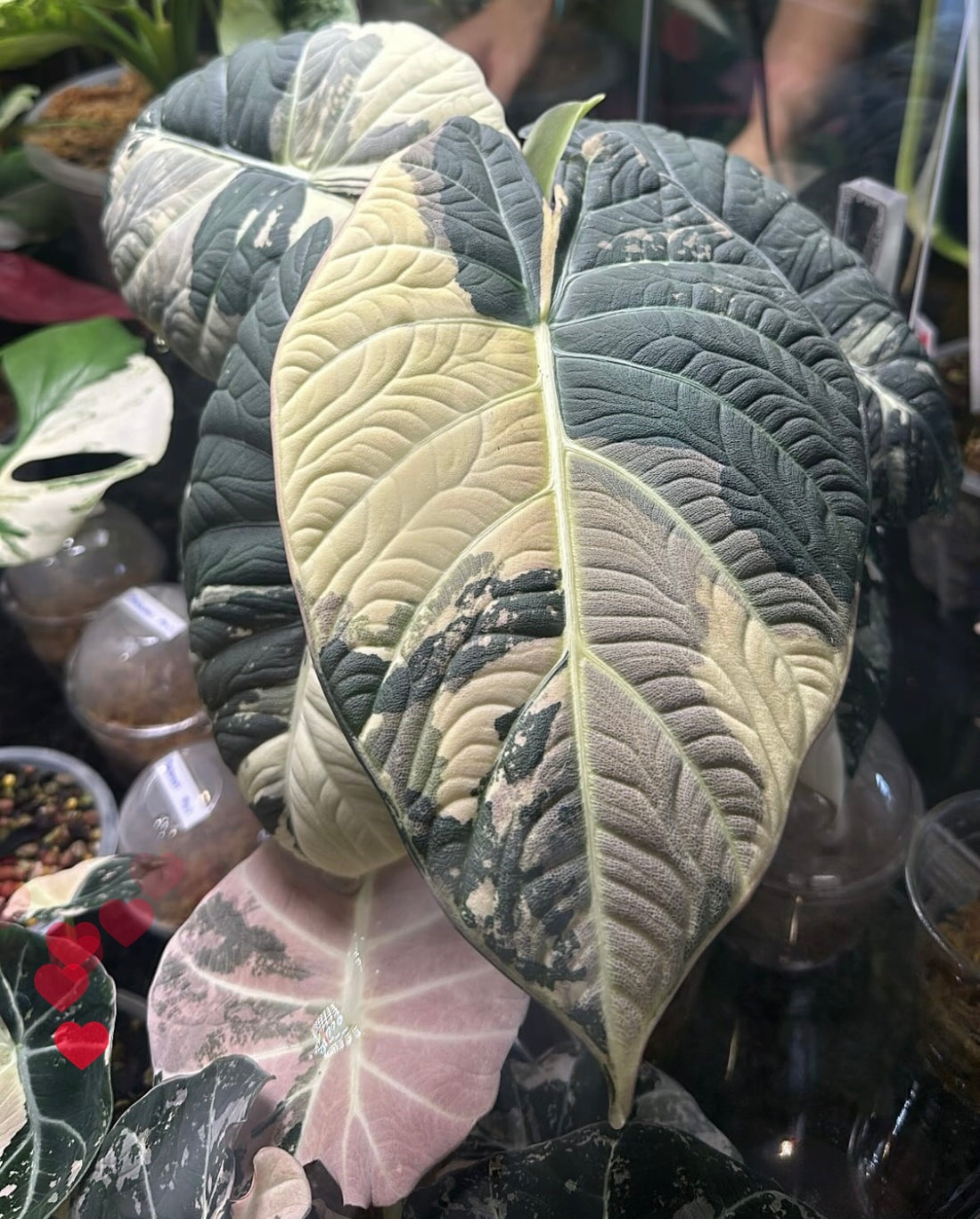 Alocasia Maharani Variegated