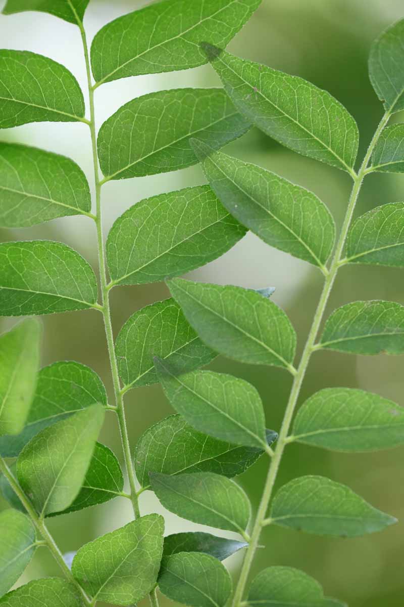 How to Grow Curry Leaf Plants in Non-Tropical Climates: A Guide for the UK and Europe