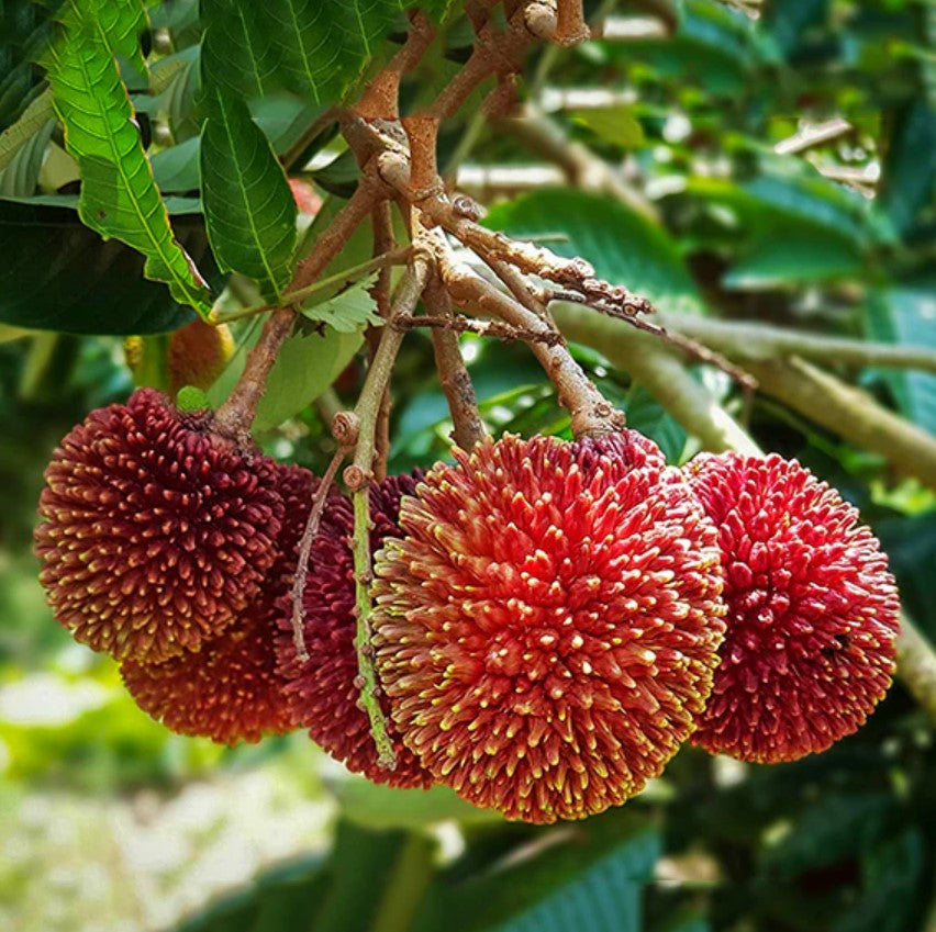 Top 10 Rare Fruit Trees for European Gardens : Tropical Treasures