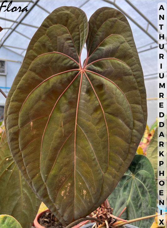 Anthurium Red Vein Dark Phoenix (RVDP) - A Botanical Masterpiece