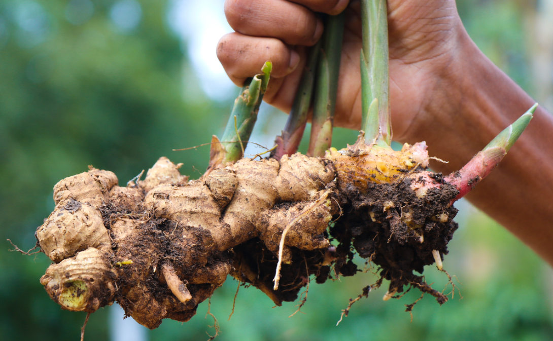 Growing Edible Plants: A Guide to Cultivating Flavourful Herbs and Spices at Home