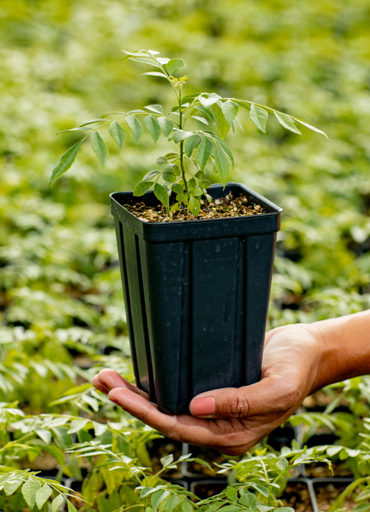 How to Repot a Curry Leaf Plant: A Step-by-Step Guide