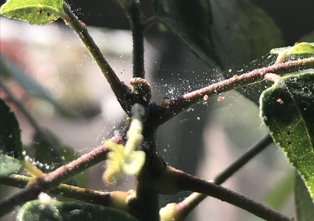 Tackle Spider Mites on Curry Leaf Plants: A Detailed Guide