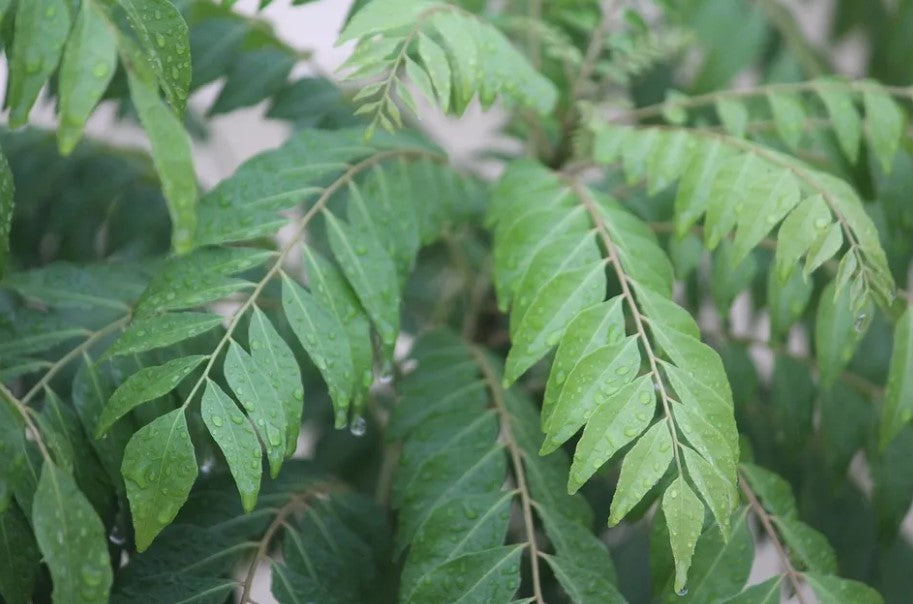 Curry Leaf Plant Growing Instructions