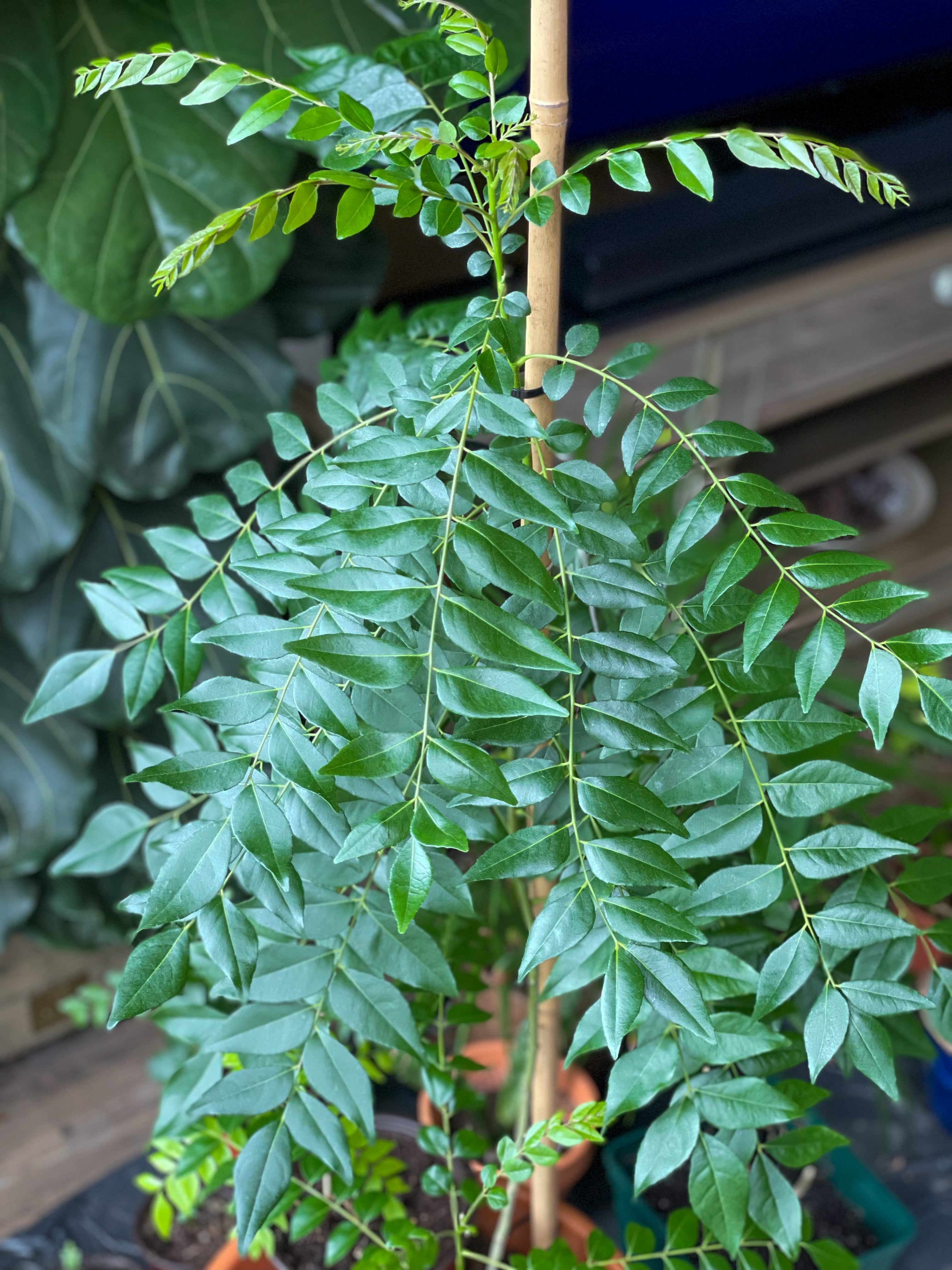 Curry Leaves Tree