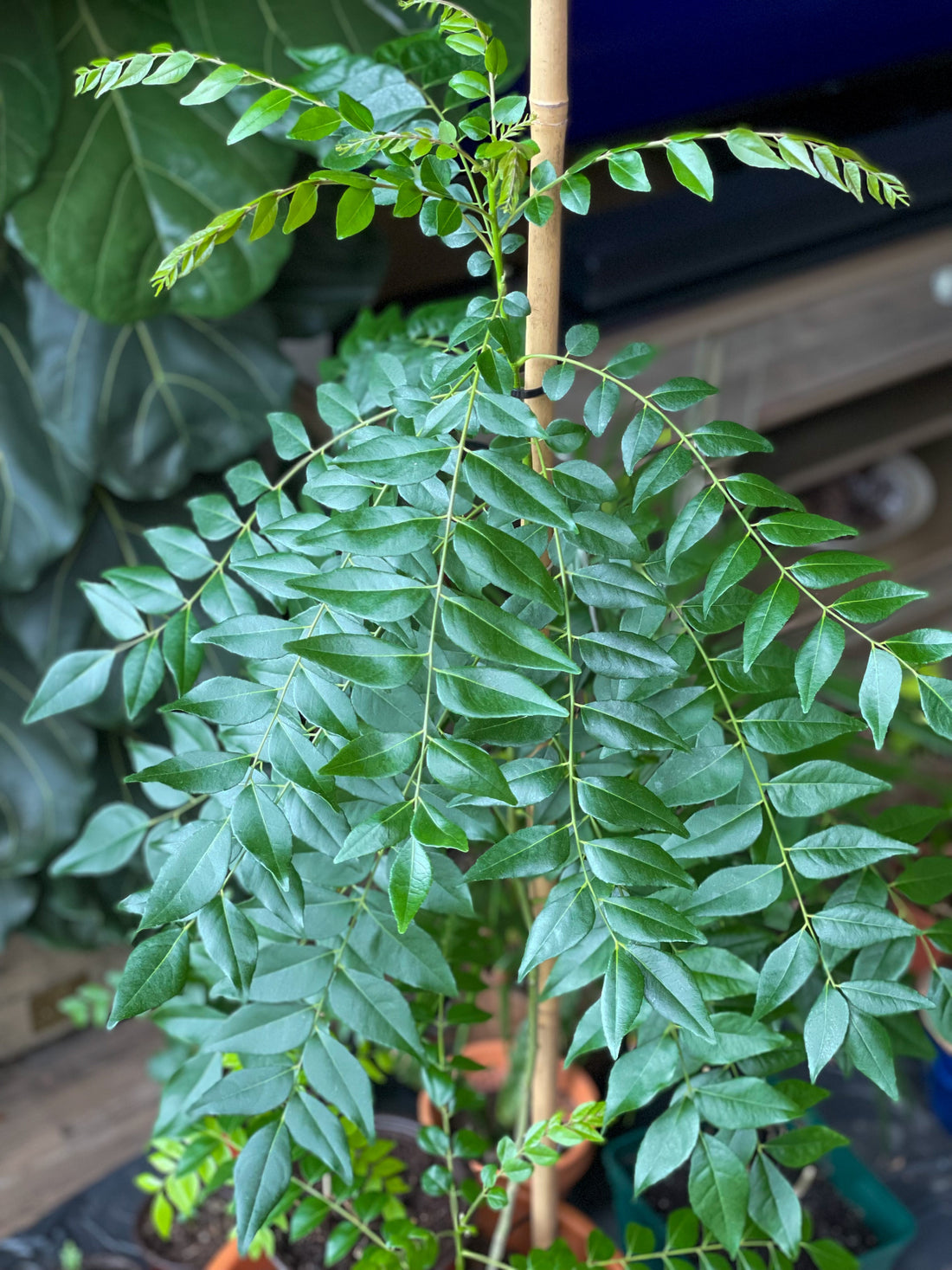 Curry Leaf Plants - Different Varieties – HappiestPlants