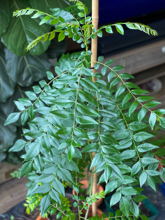 Curry Leaf Plants - Different Varieties