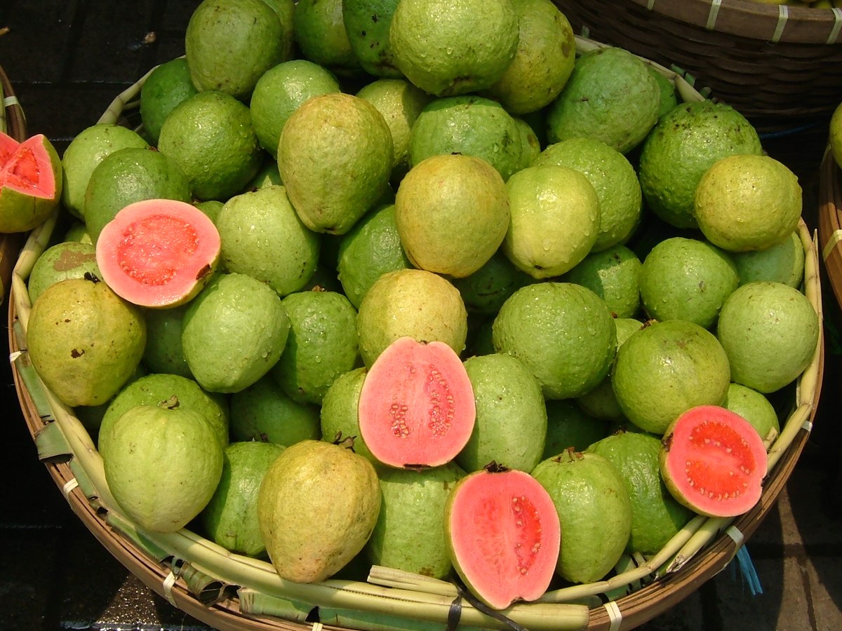 Guava Collection Happy Plants for Your Home | HappiestPlantsbyAMJ