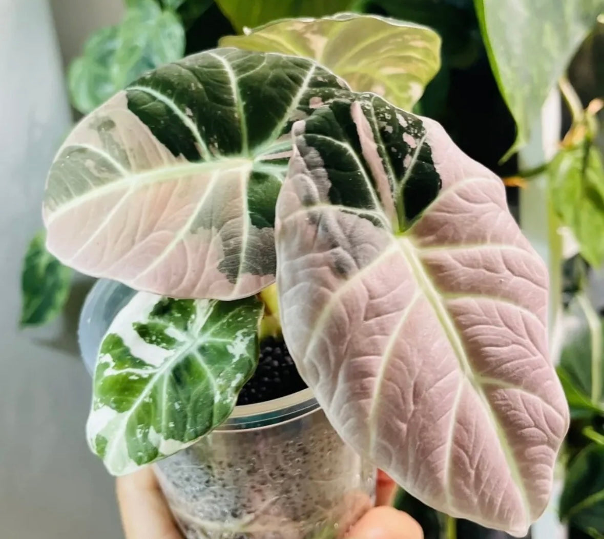 Alocasia Black Velvet Pink Variegated