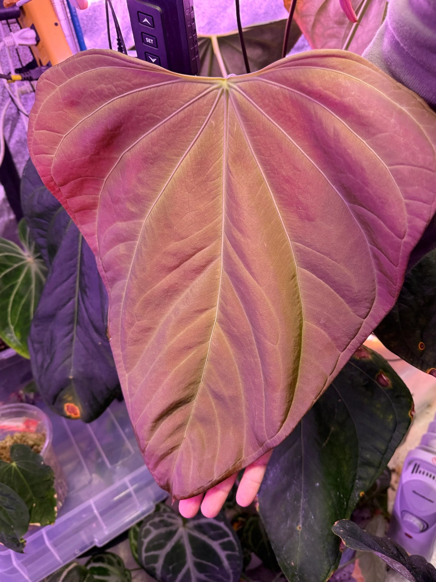 Anthurium Dragonfly (Mr Worldwide x Night Dragon)