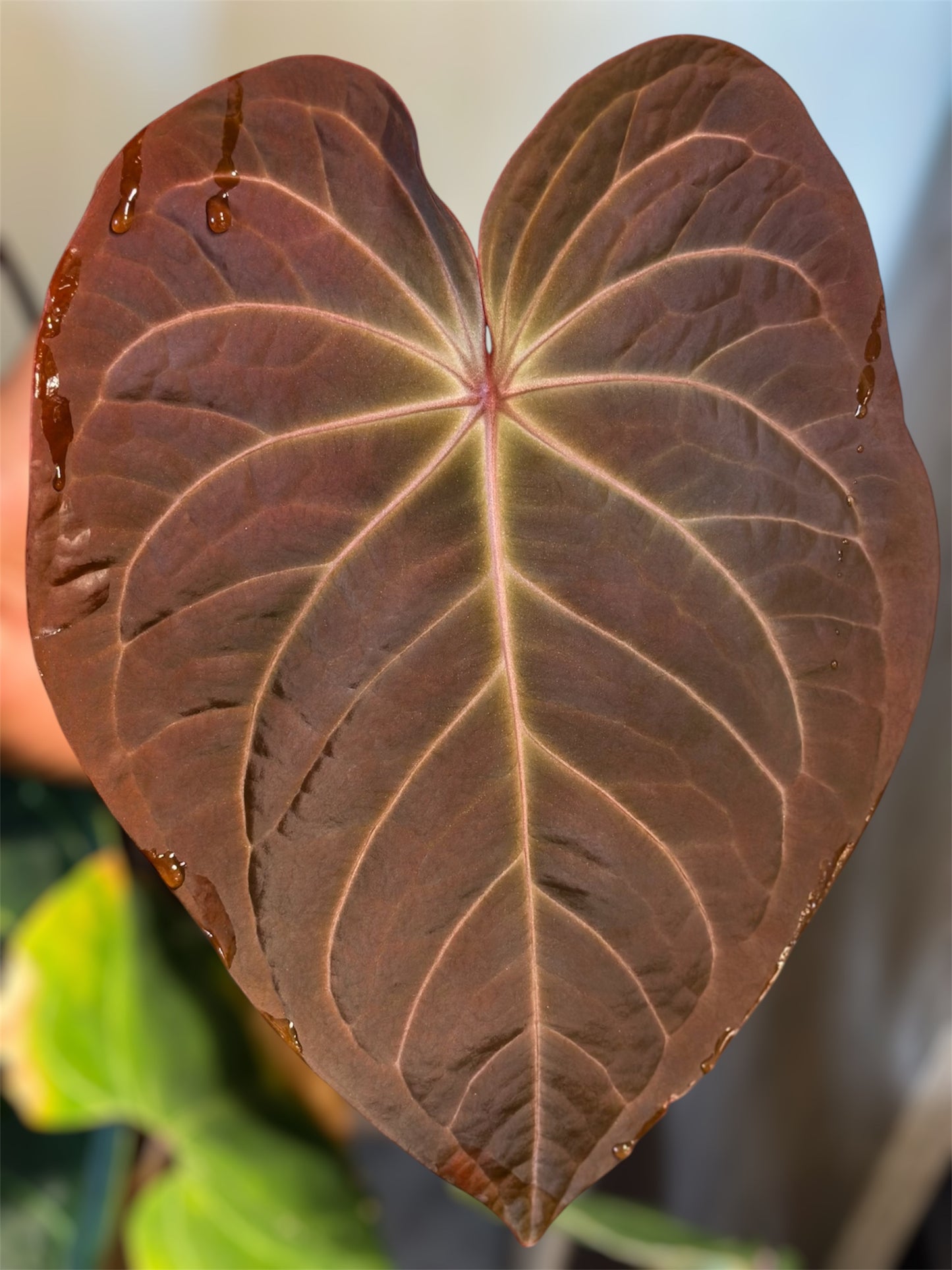Anthurium Tarantula Nebula x RVDP