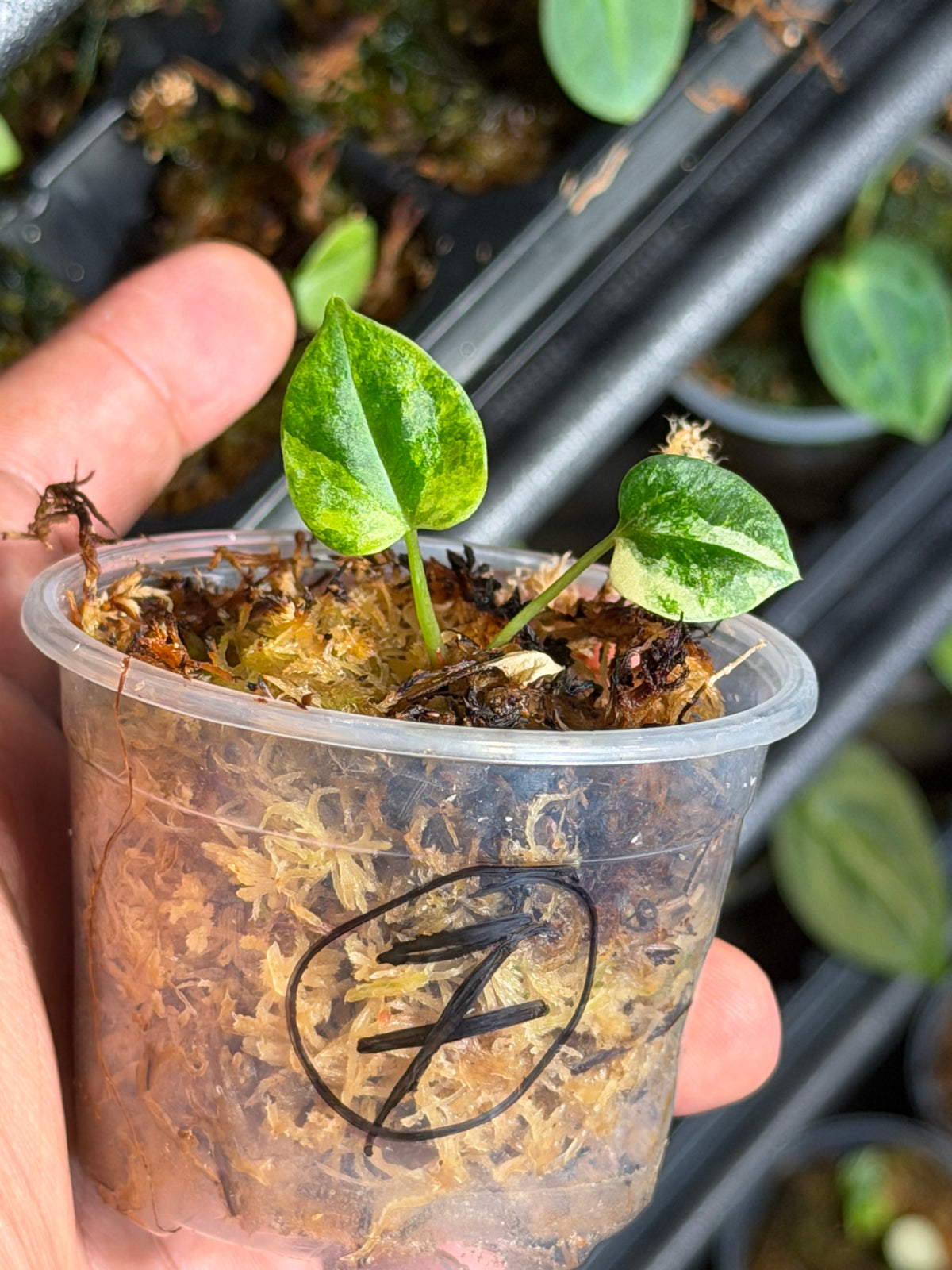 Anthurium (Dressleri x Pap Var) x Carlablackiae RA10 S1 - Select Variegated Seedlings