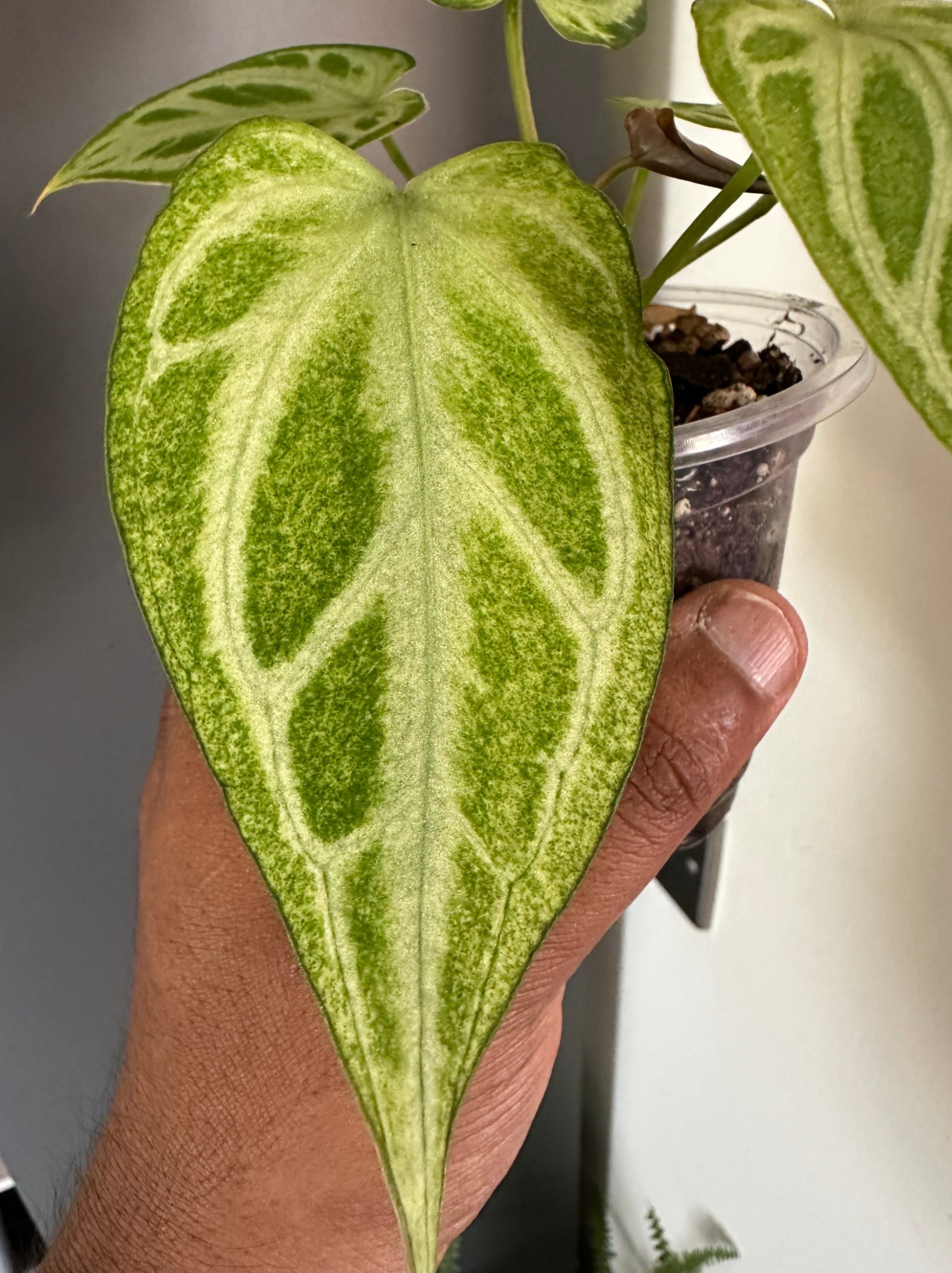 variegated anthurium andraeanum Variegated Anthurium
