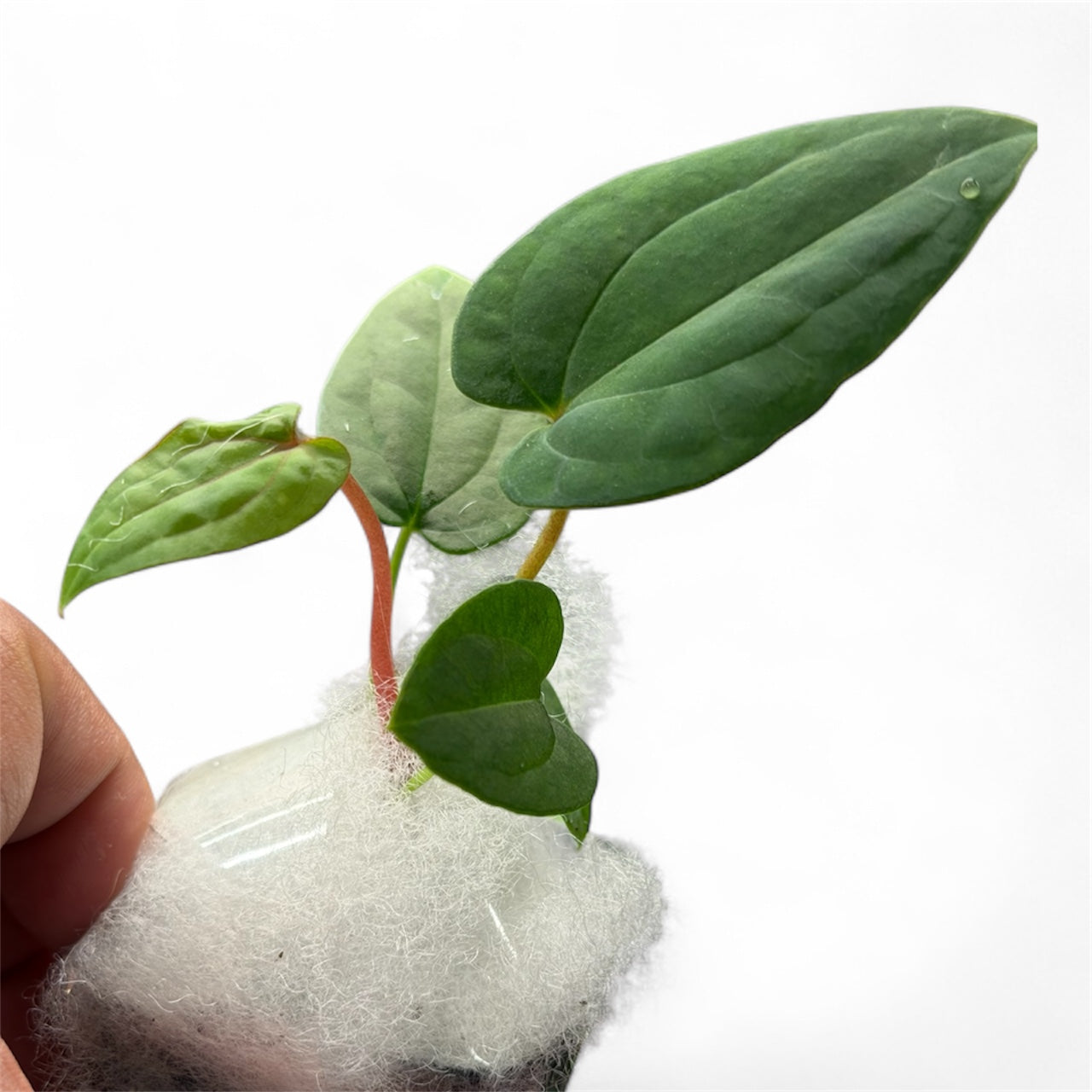 Anthurium BVEP x Night Dragon