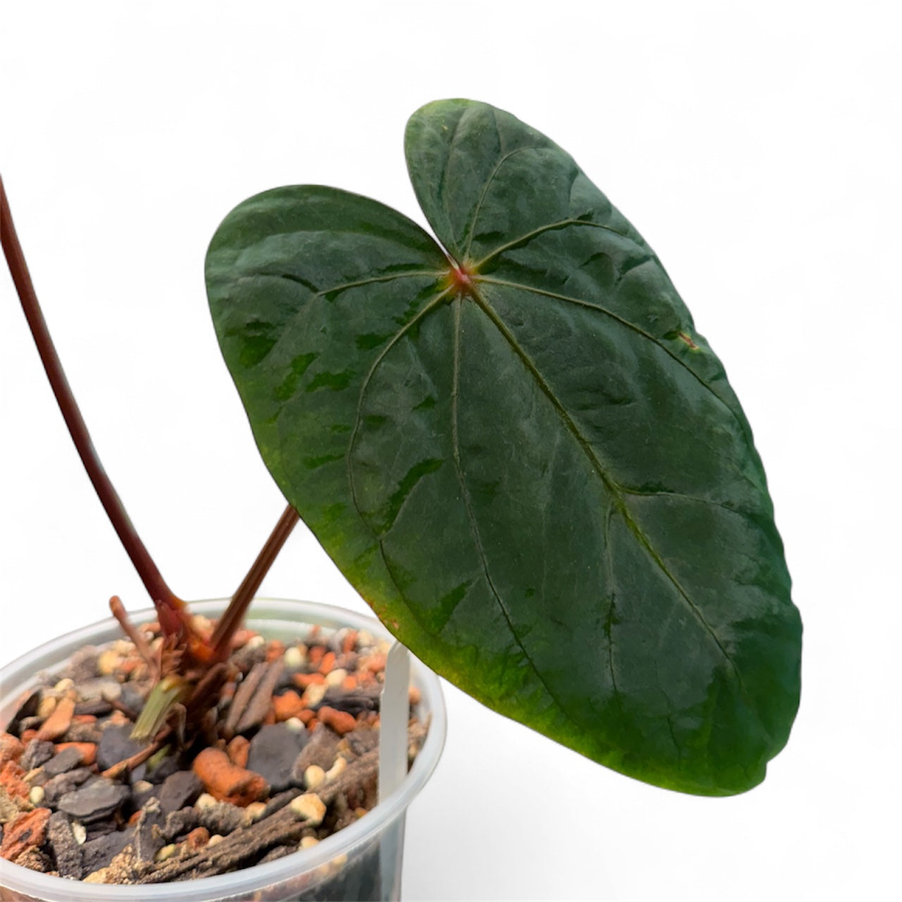 Anthurium Dressleri x RVDP