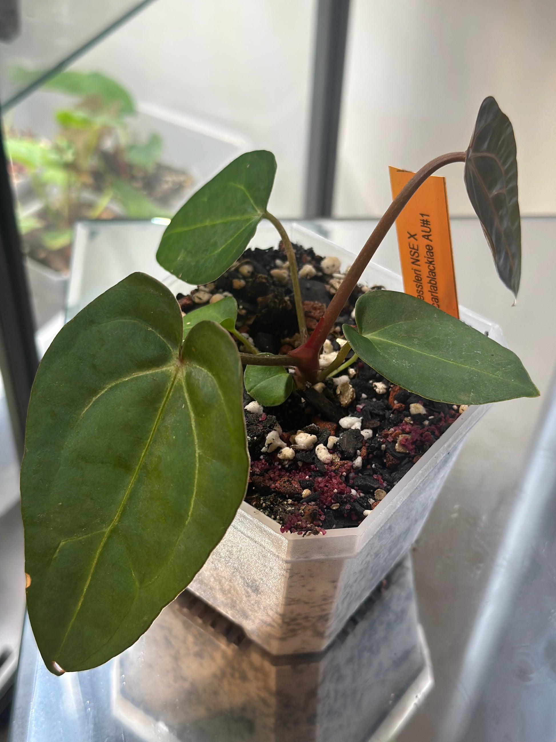 anthurium aff ecuador nse Anthurium Dressleri (NSE) x Carlablackiae AU1 – HappiestPlants