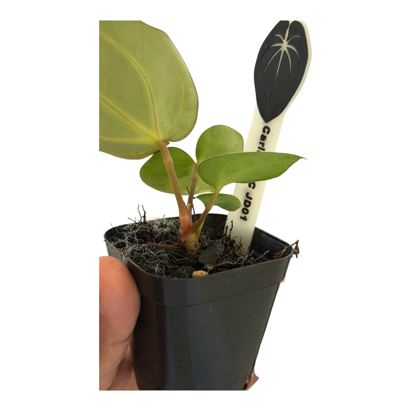 Anthurium Carlablackiae (Round x GPH-001) x (BVEP x Carlablackiae)