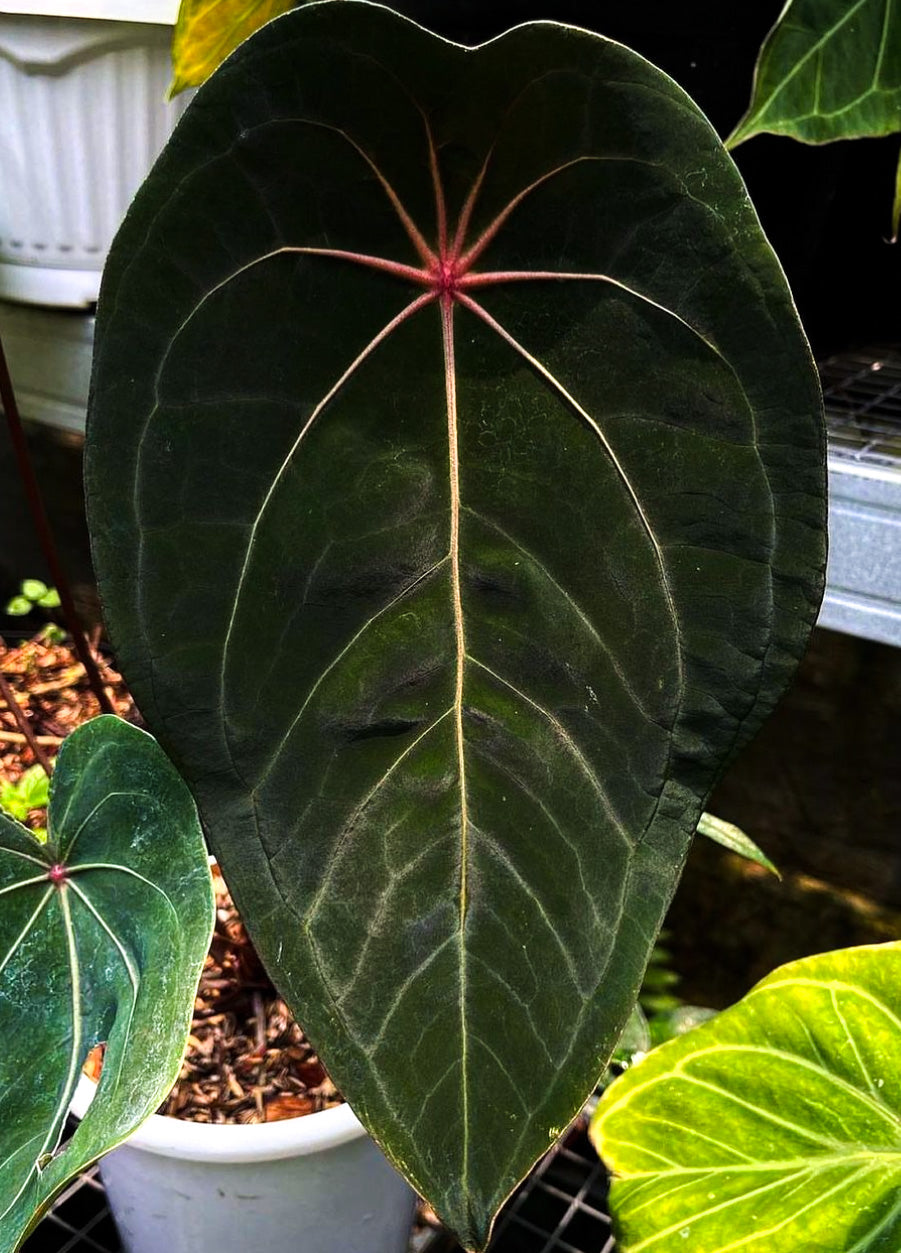 Anthurium