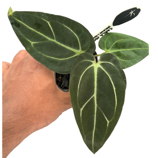 Anthurium Carlablackiae JD02 – Beldam x (Round x GPH-001)