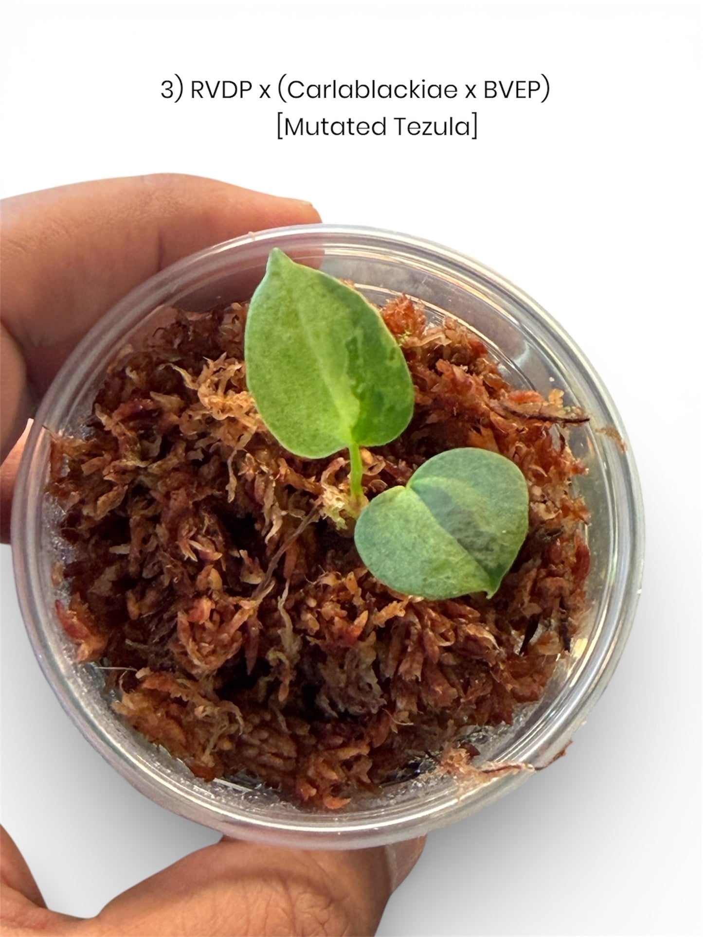 Anthurium Variegated Seedlings