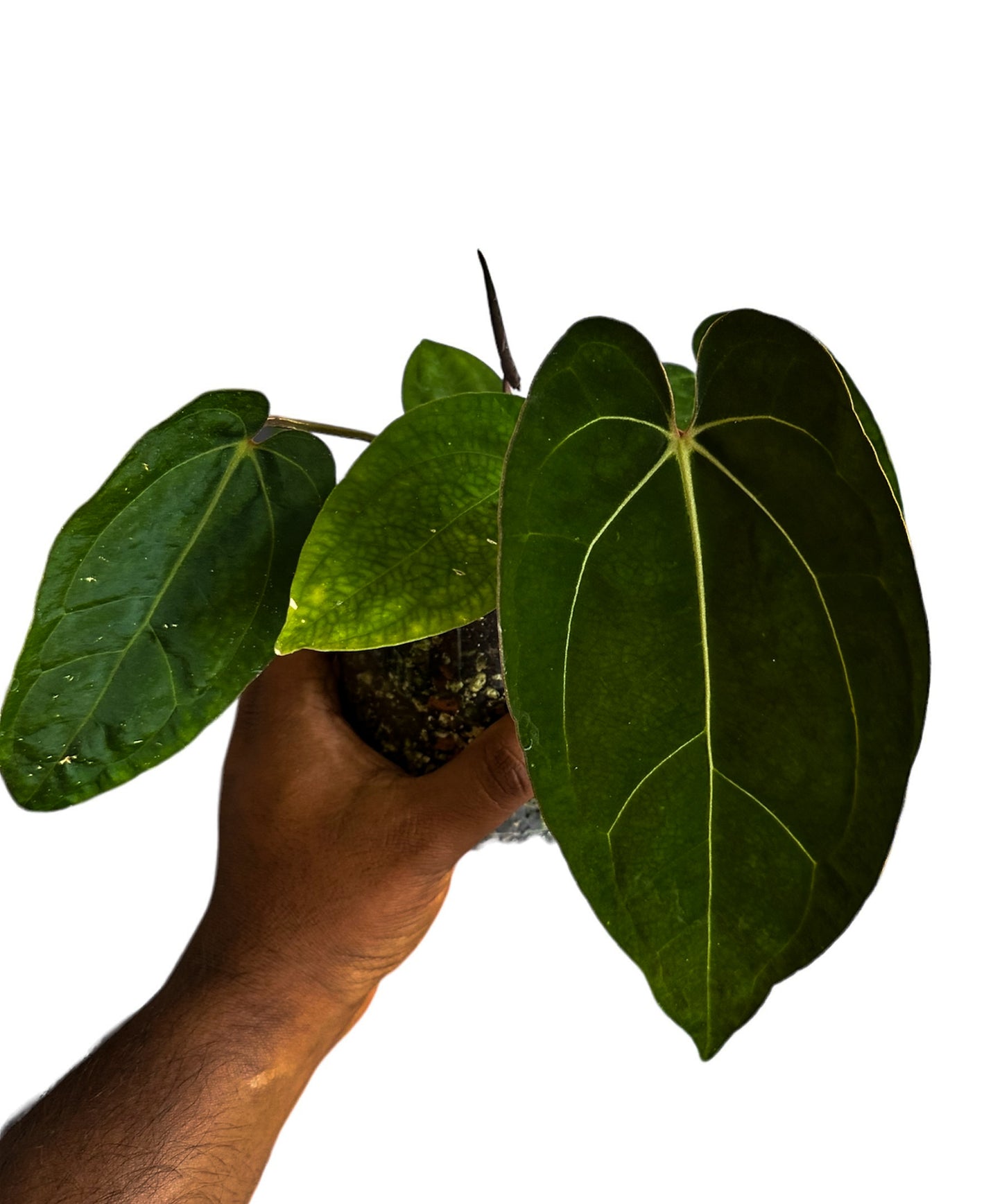 Anthurium Carlablackiae x Goliath