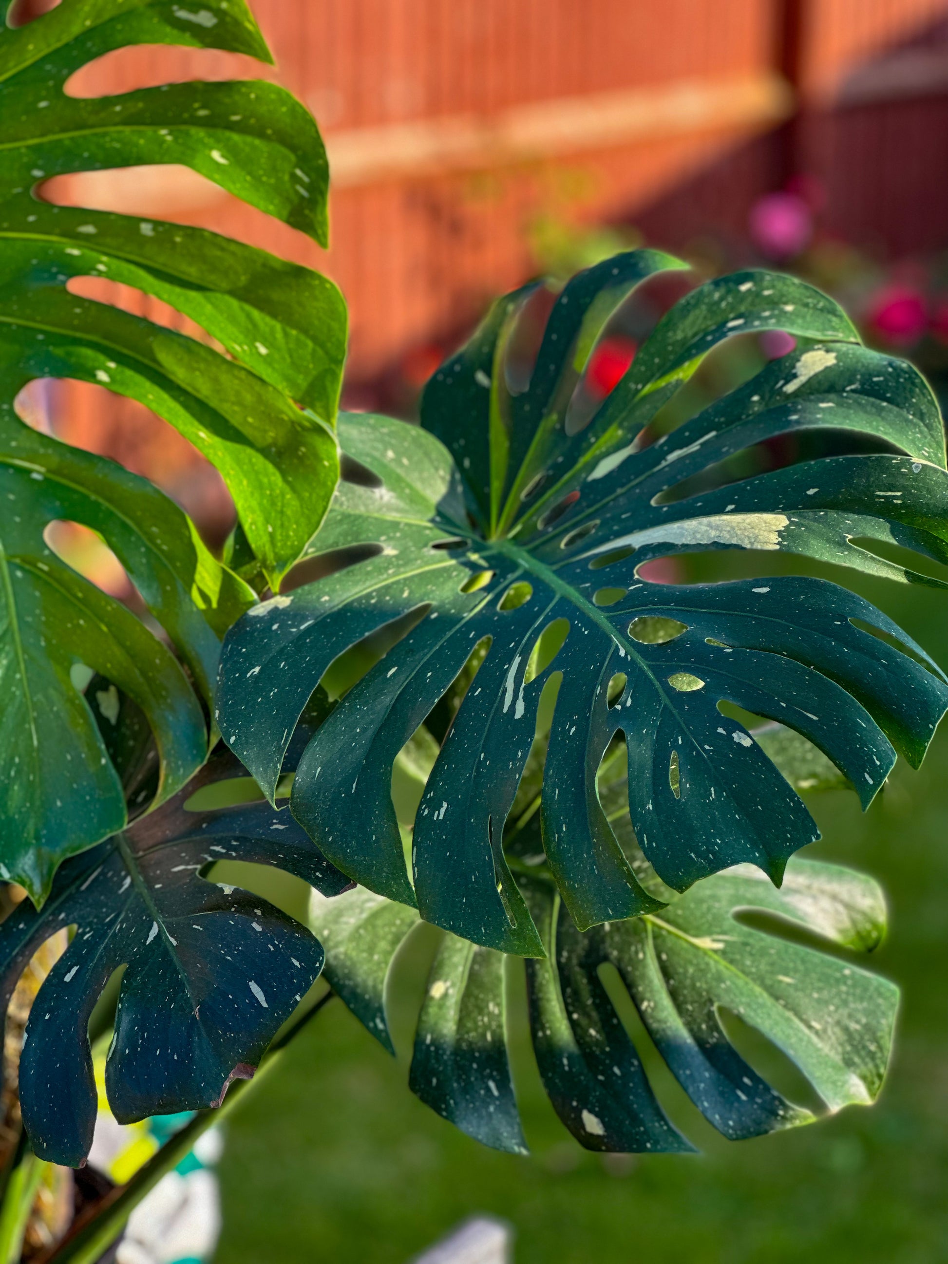 monstera deliciosa pornstar Thai Constellation Monstera Deliciosa – HappiestPlants