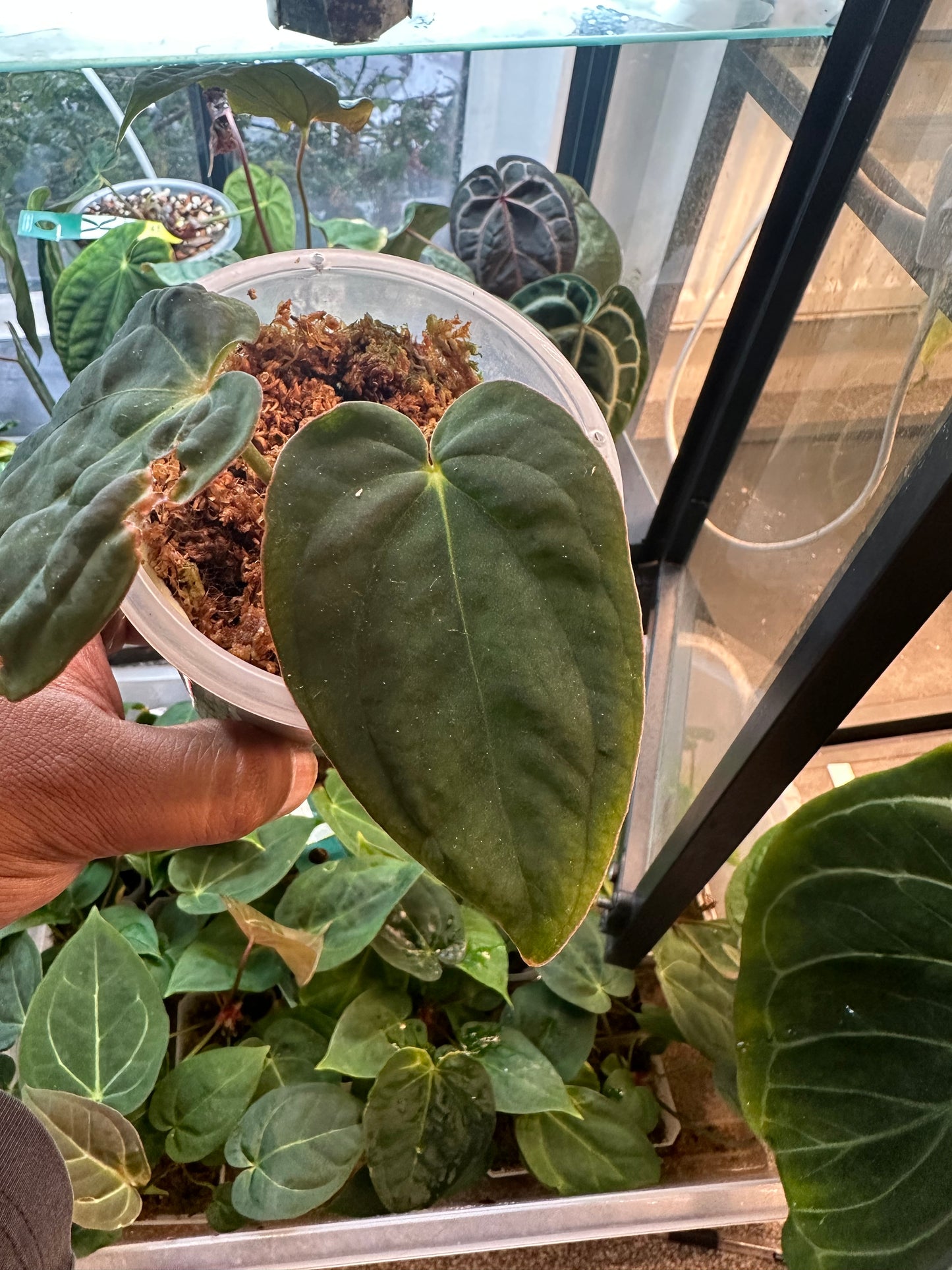 Custom Order - Charlotte