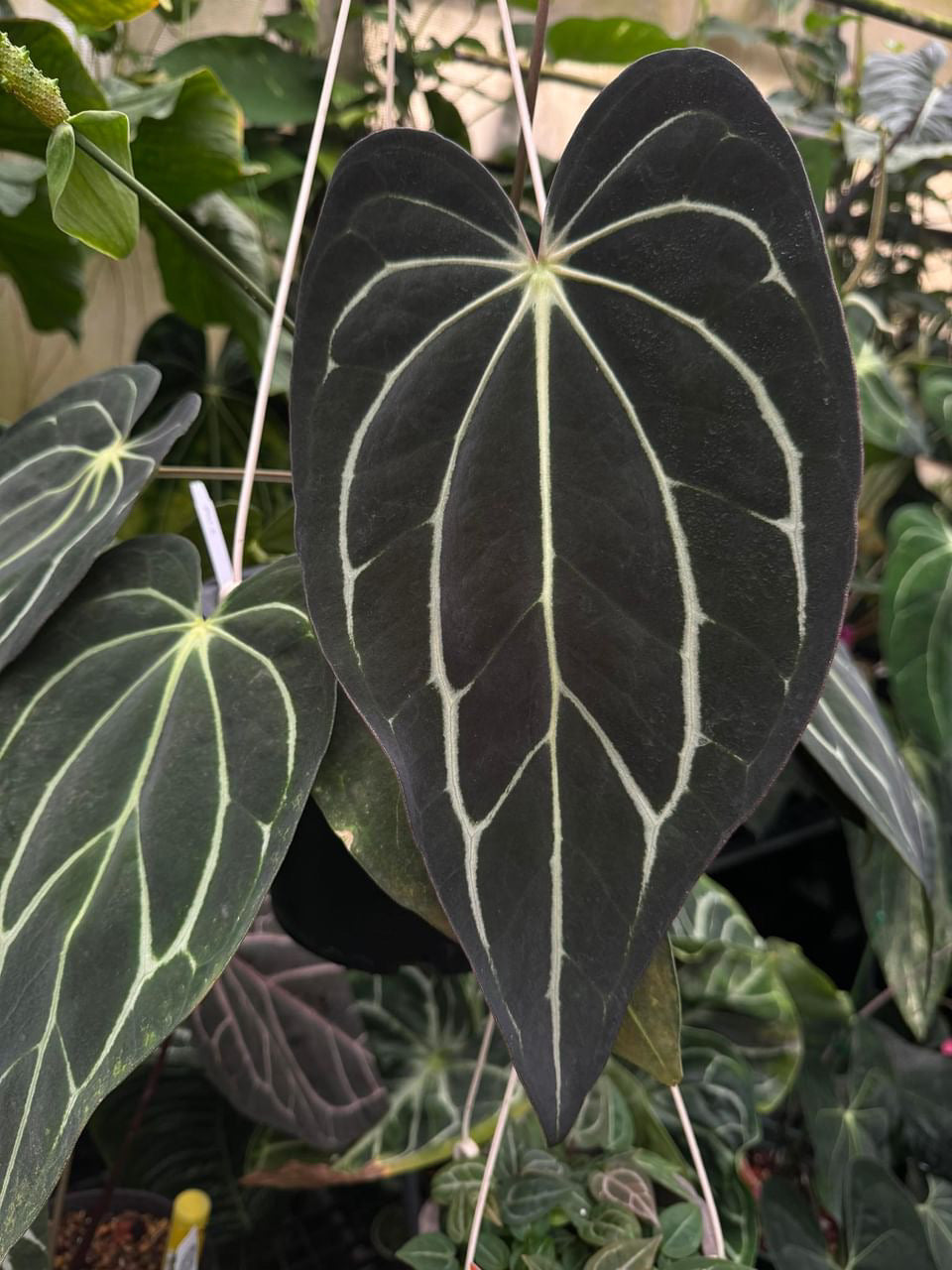 Anthurium Carlablackiae