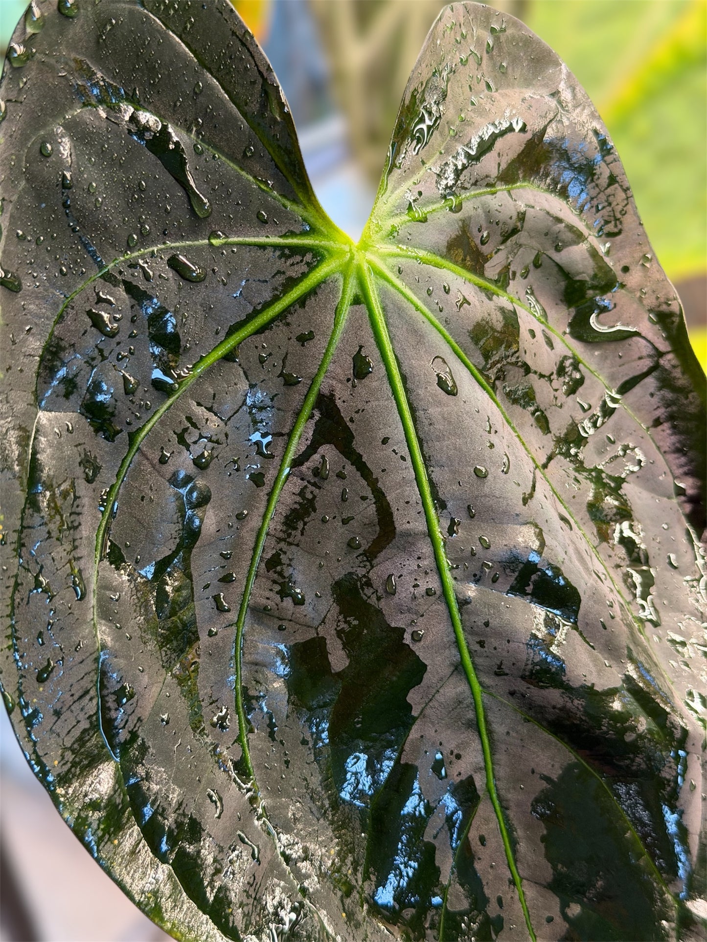 Anthurium (Guna Yala x Carlablackiae) x Carlablackiae RA10 S1