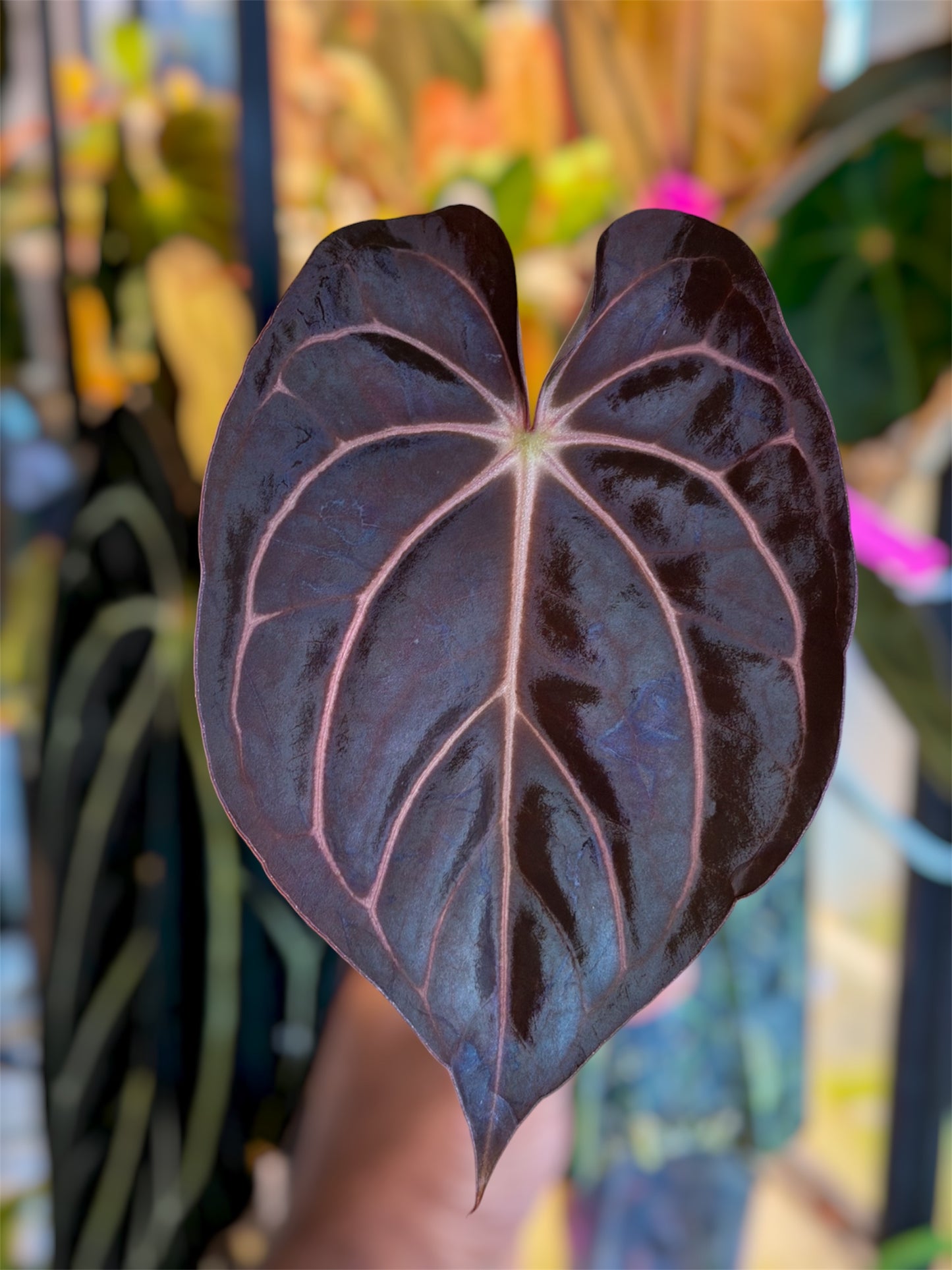Anthurium Carlablackiae (District x RA8) x (Pap Ree Gardens x BVEP)