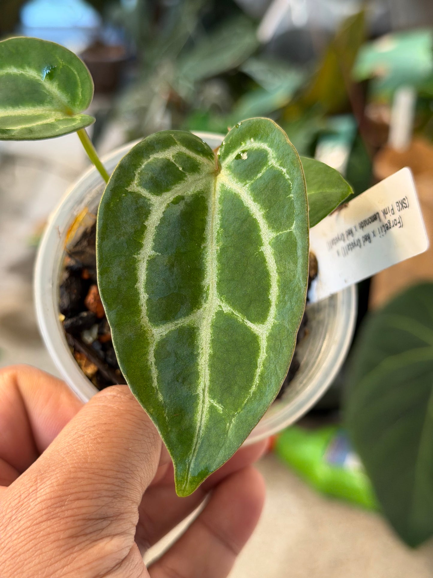 Anthurium (Forgetii x Red Crystal) x (SKG Pink Lemonade x Red Crystal)