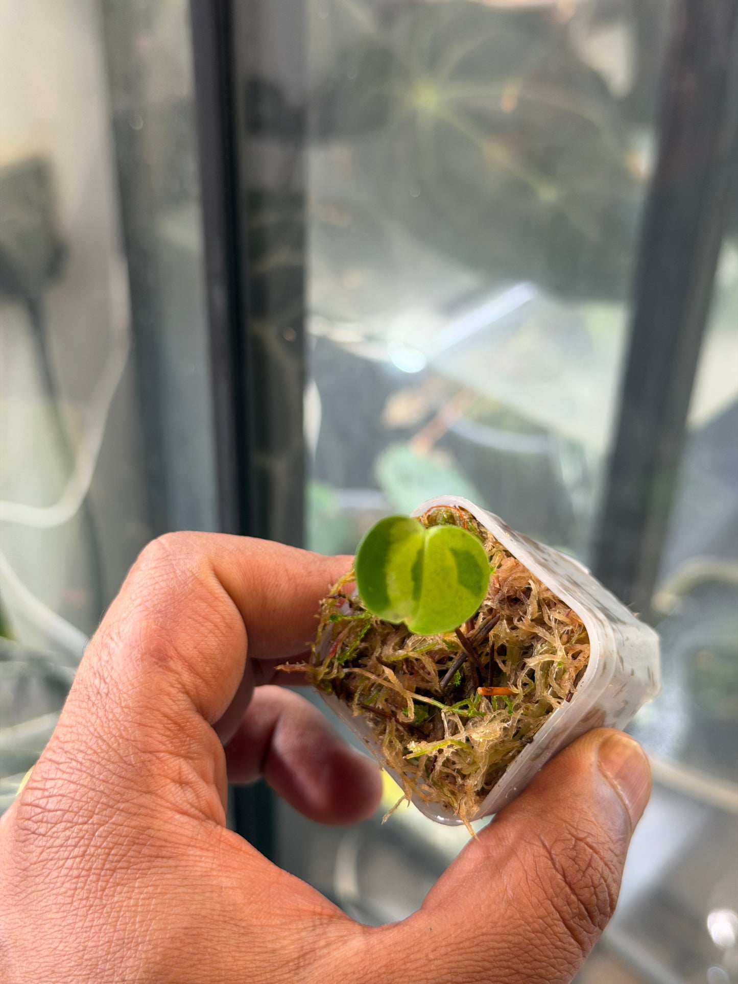 Anthurium KOS x RVDP – Variegated Seedlings