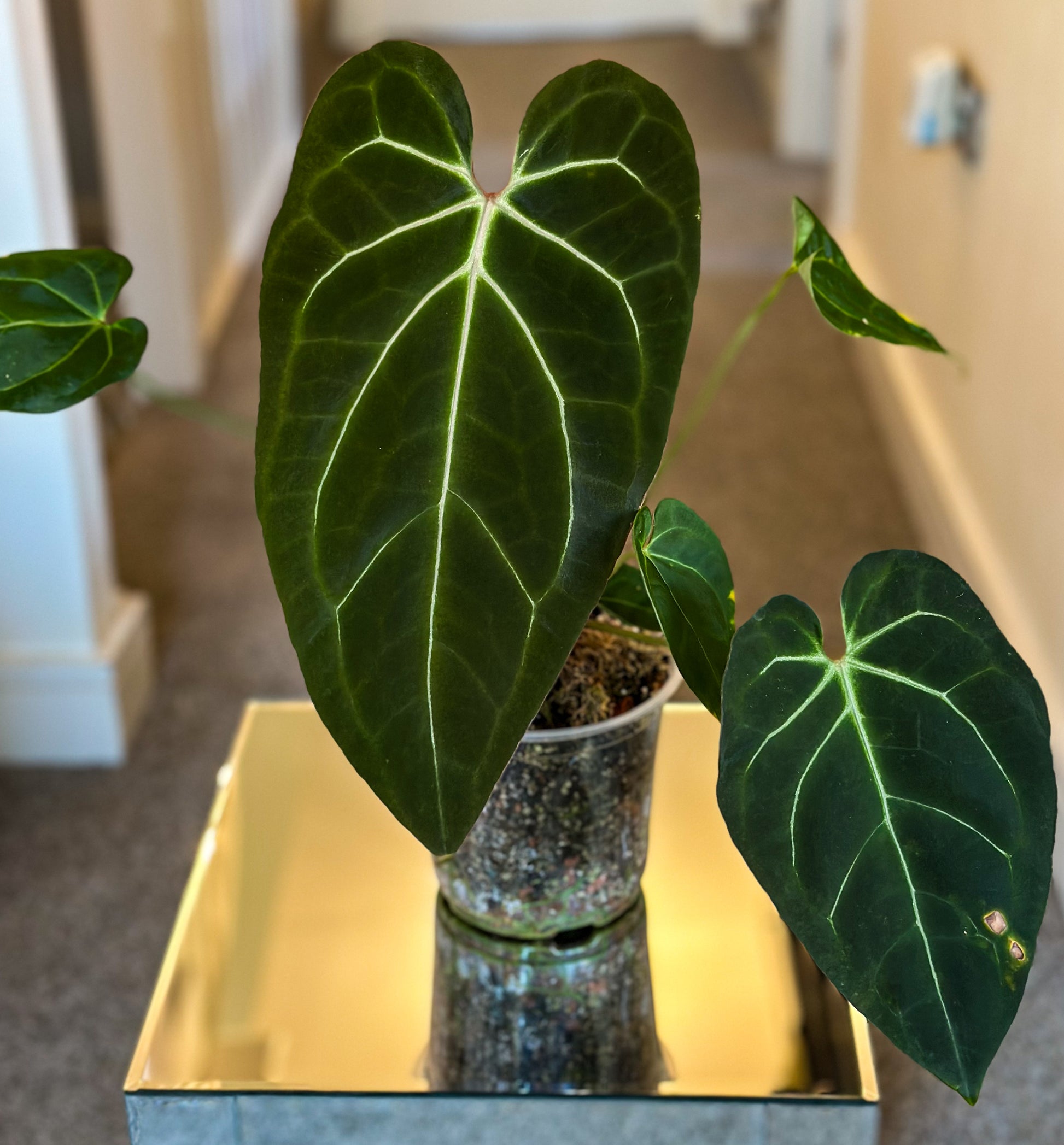 anthurium negro Anthurium Black Velvet Clone – HappiestPlants