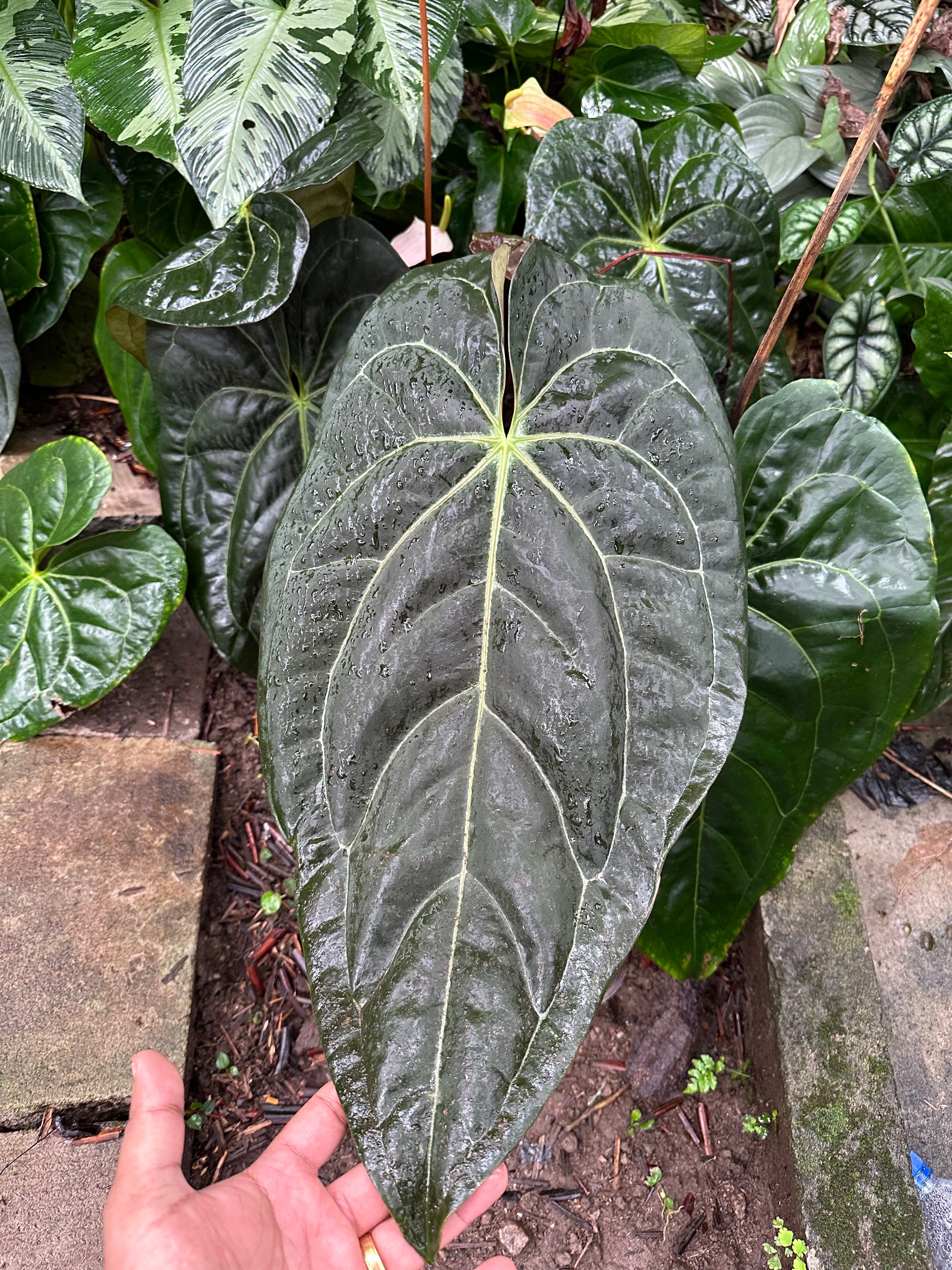 anthurium papillilaminum for sale Buy Anthurium Papillilaminum X-One Online – HappiestPlants
