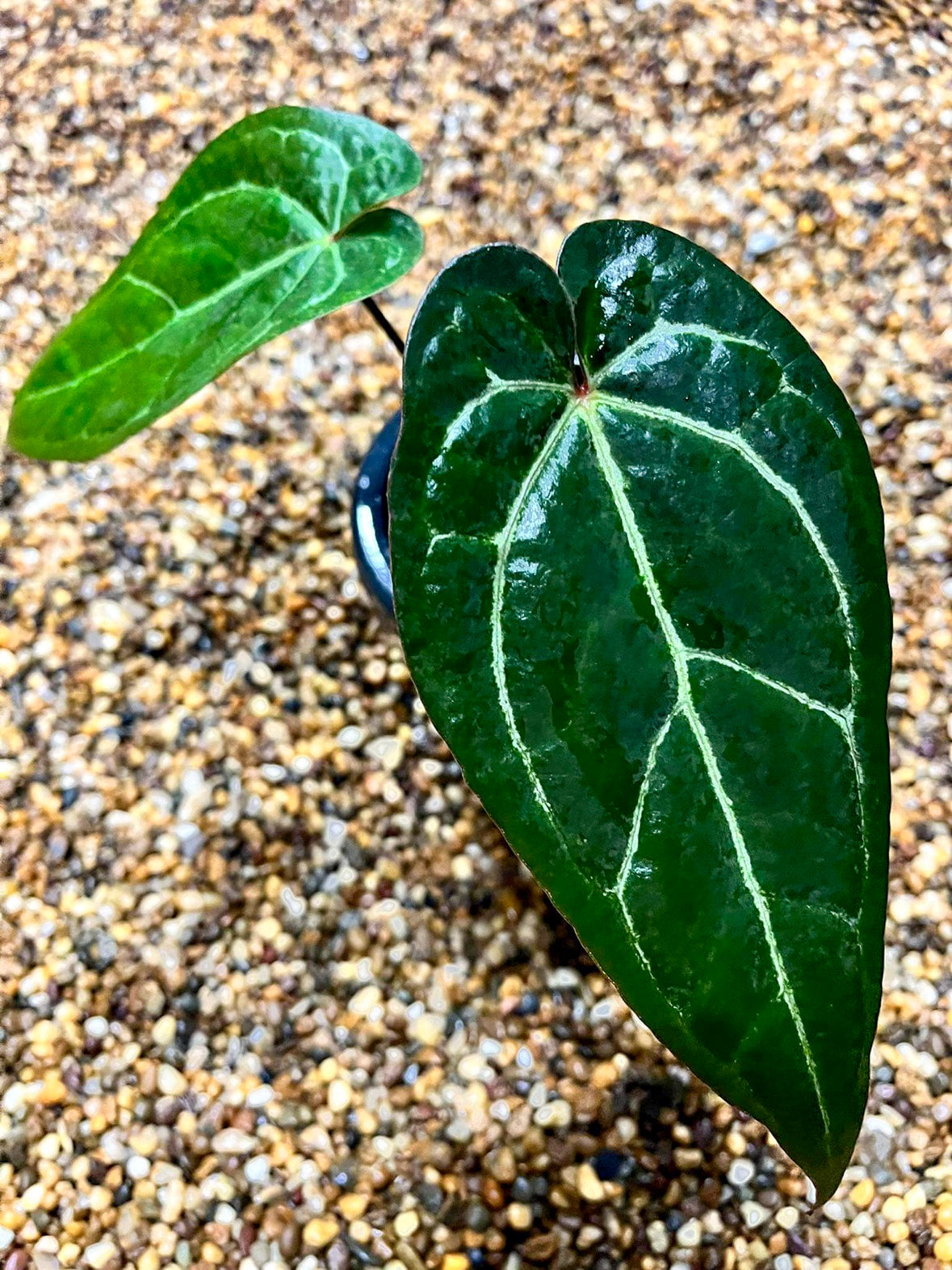 anthurium from cuttings Anthurium Aos X Crystallinium Clone Cuttings