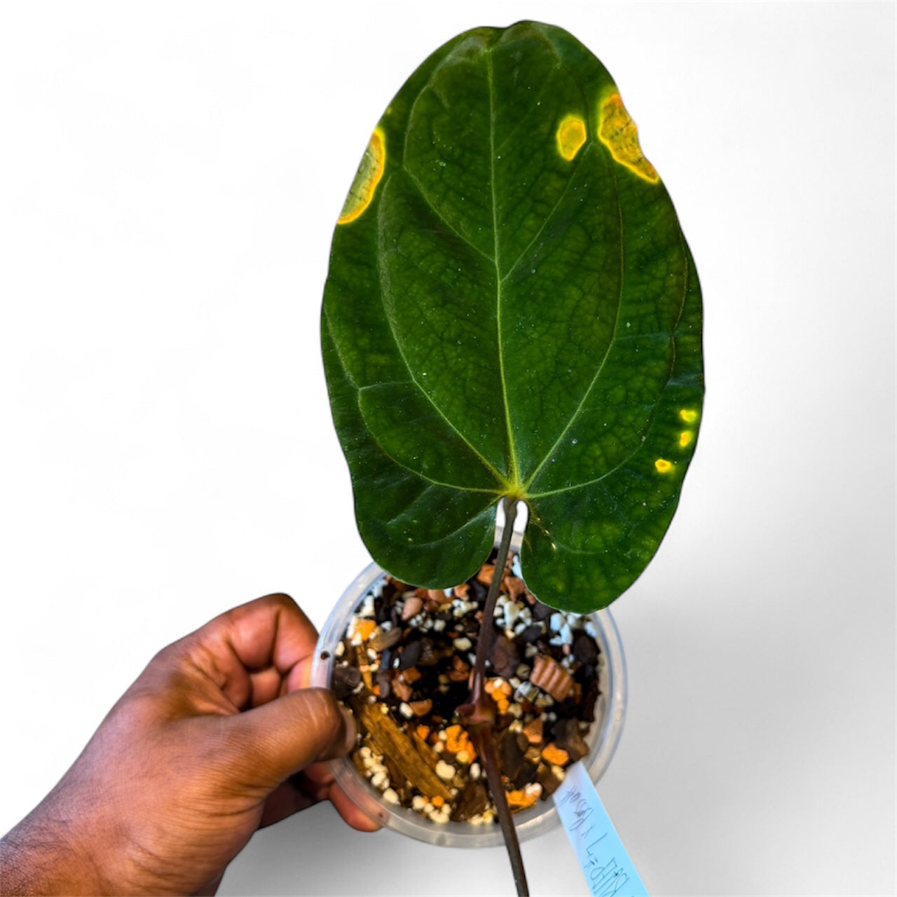 Anthurium BVEP RA7 x Besseae aff