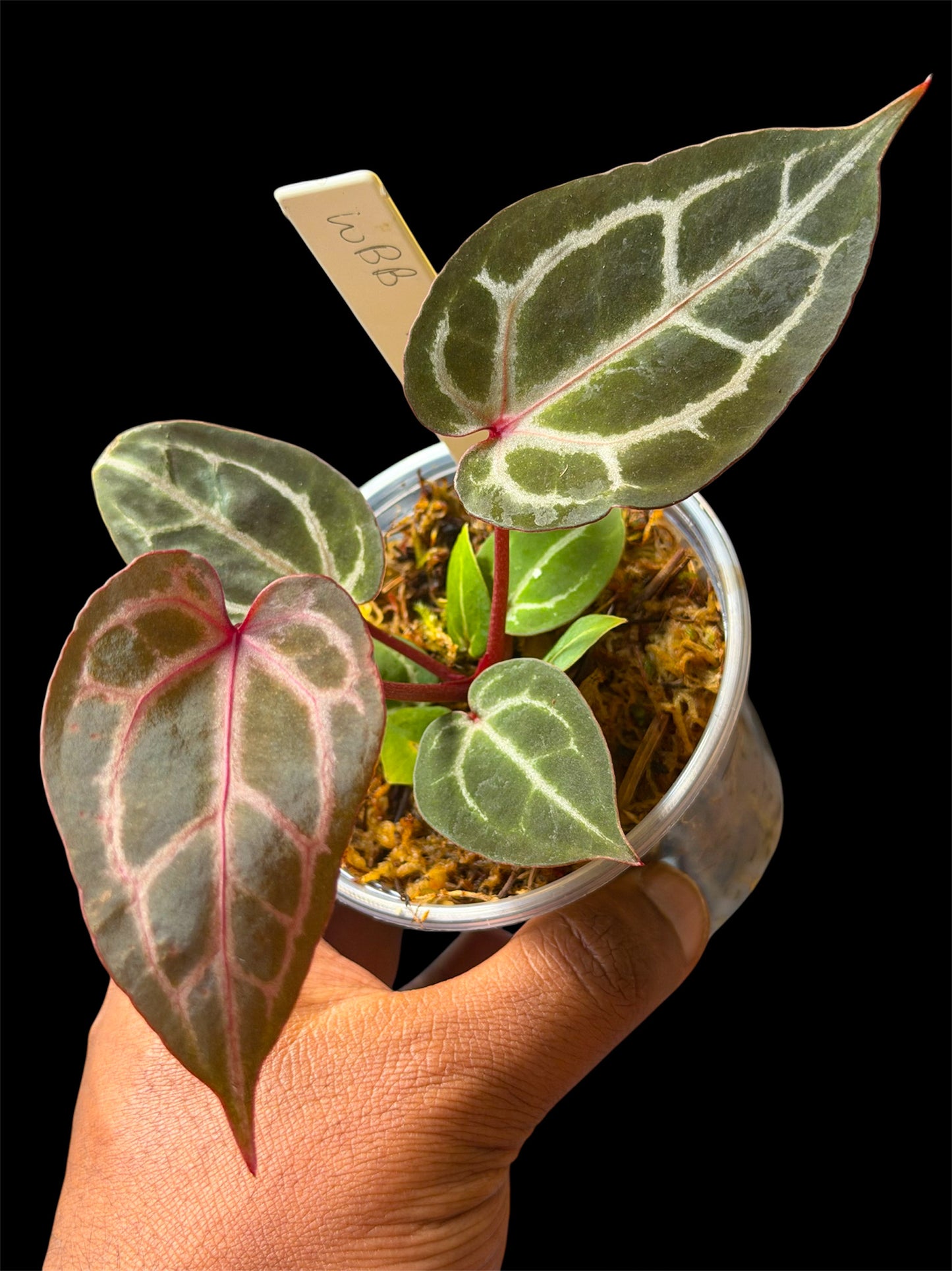 Anthurium Wonderboy B (x self) Super Select