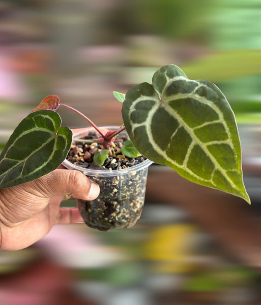 0956C316-E925-41D2-BAFE-