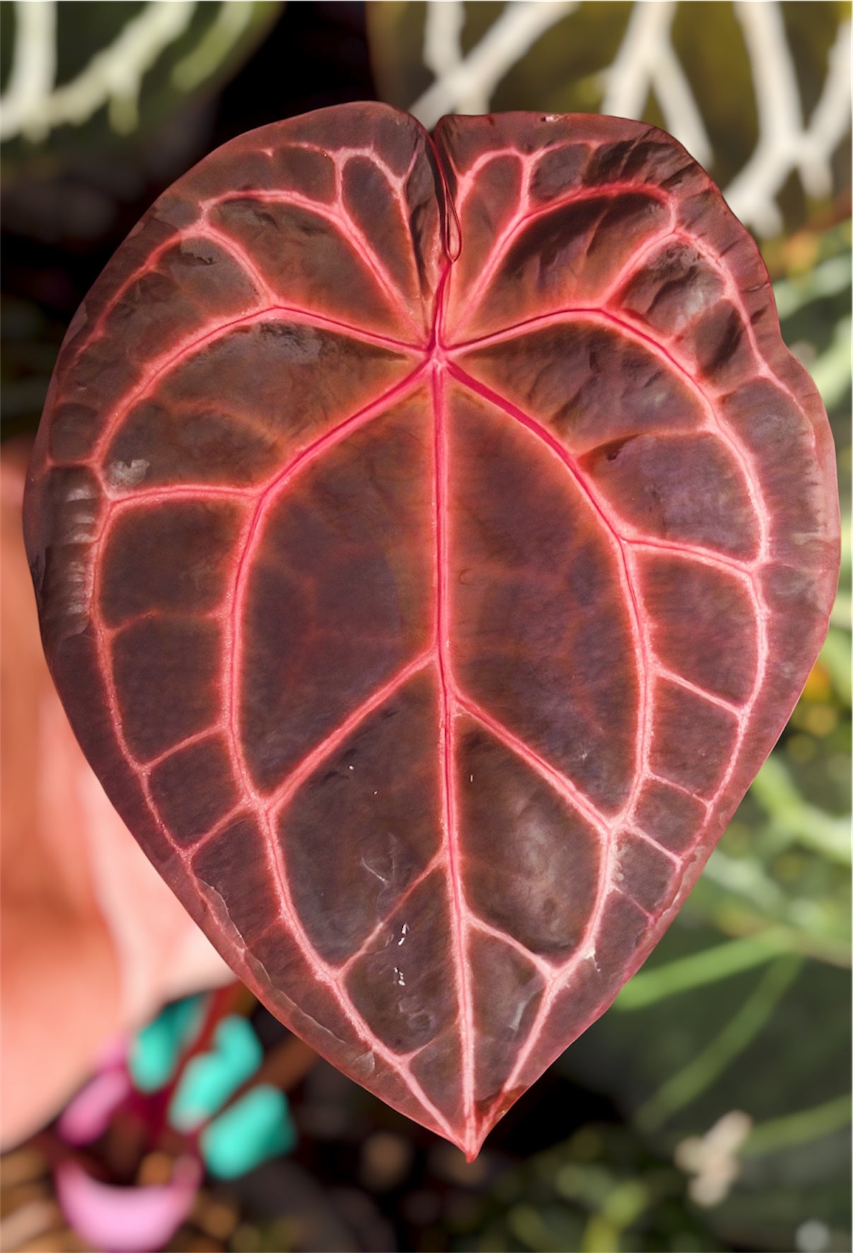 Anthurium Mem. Tim Anderson x (Pap Var x SKG Silver)