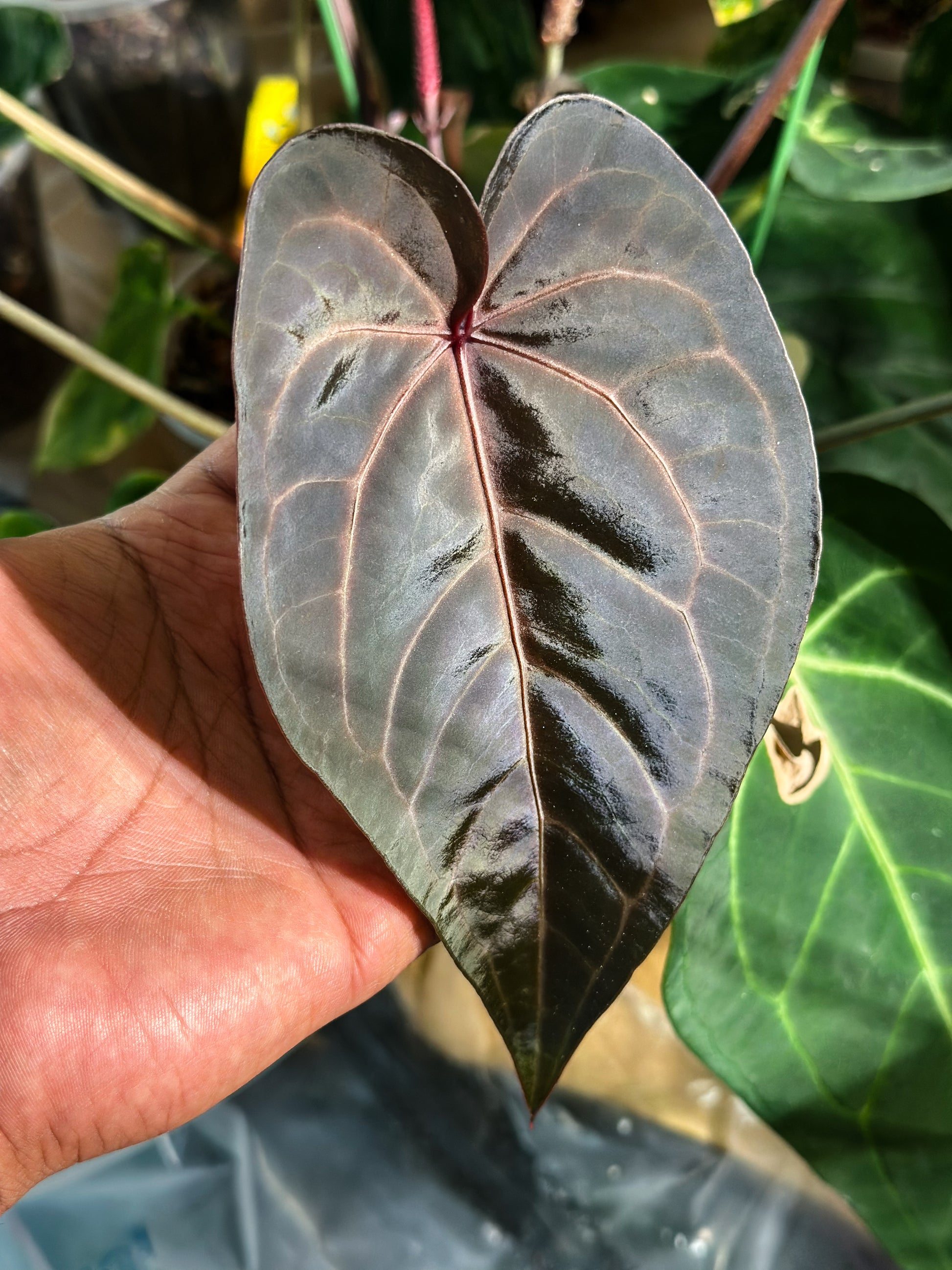 anthurium caycee Anthurium Carlablackiae × (D&H × RVC) – HappiestPlants