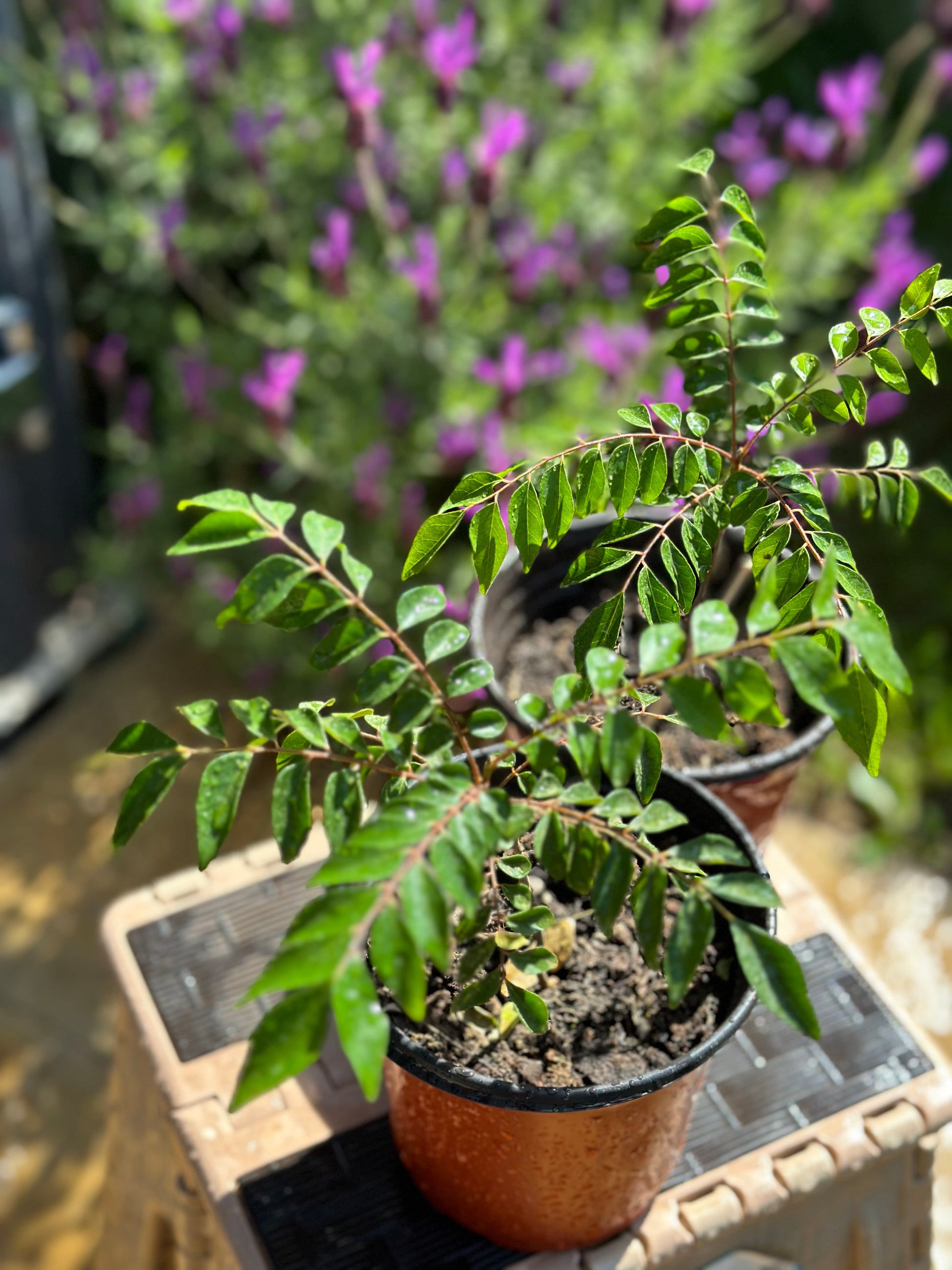 Curry Leaf Plant in uk