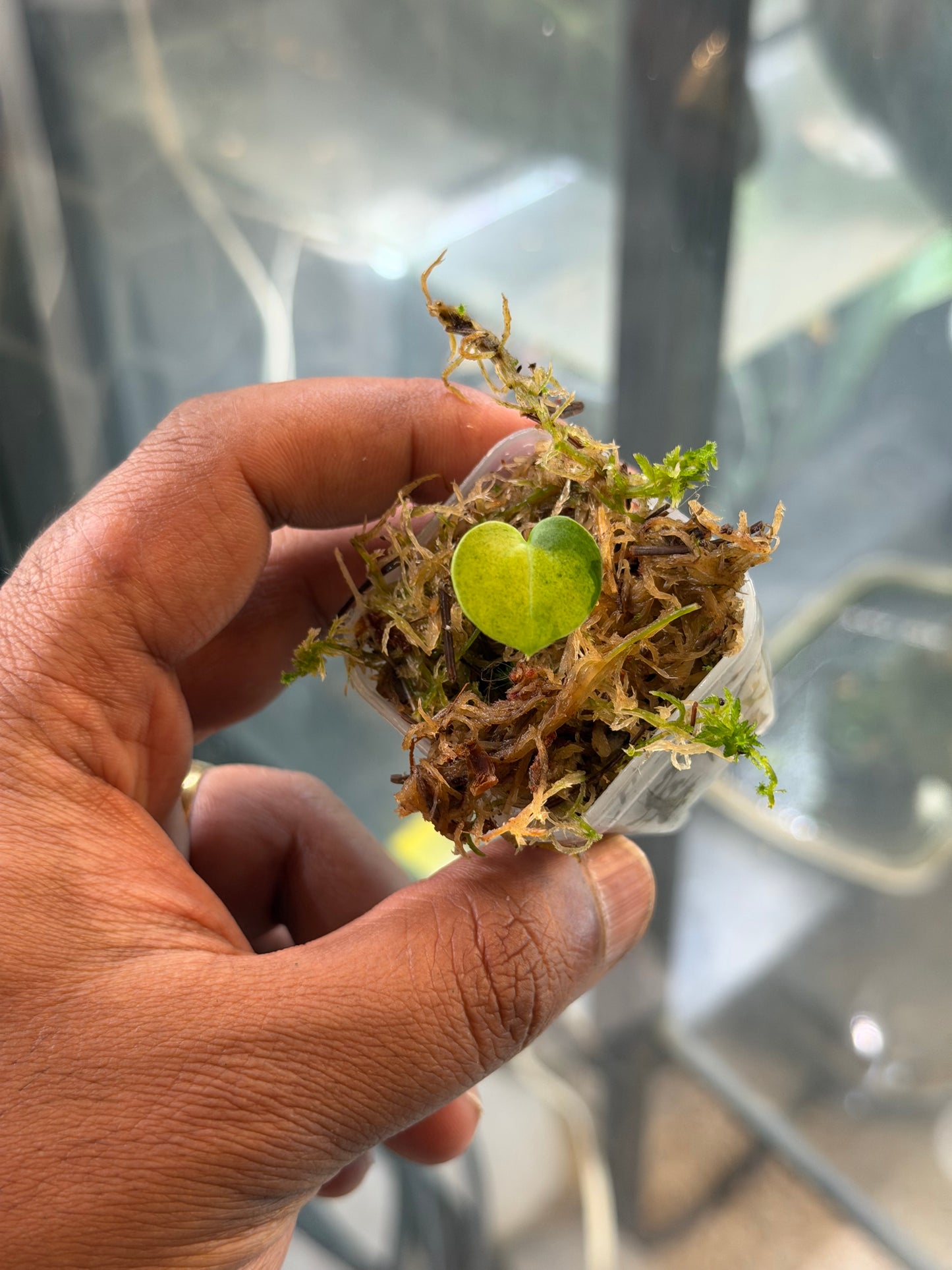 Anthurium KOS x RVDP – Variegated Seedlings